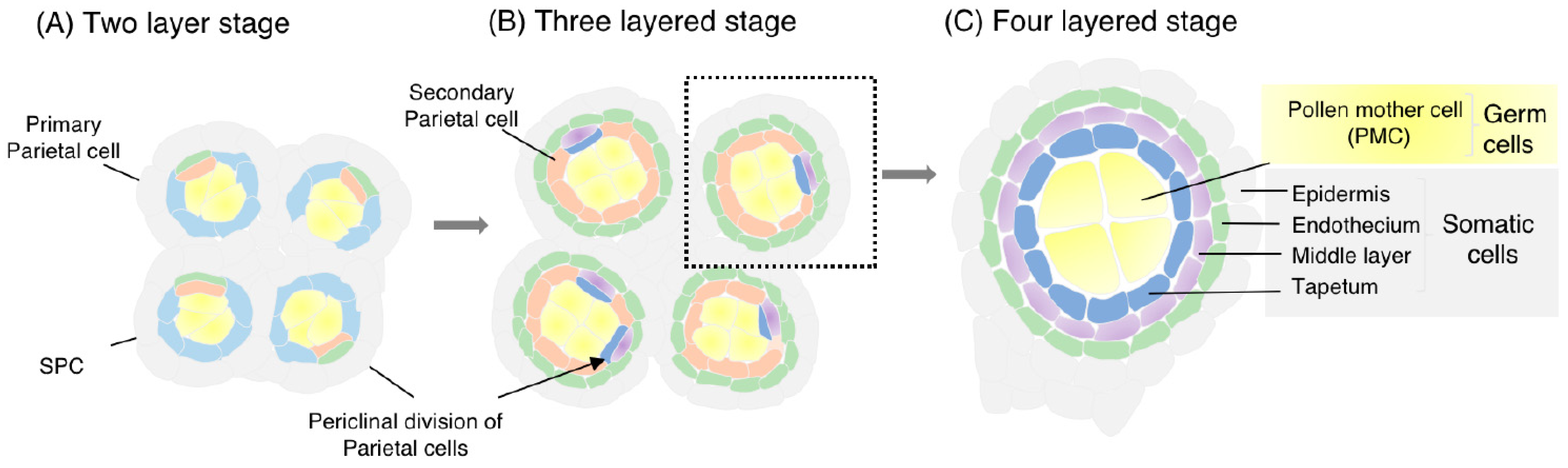 Plants 12 01936 g001