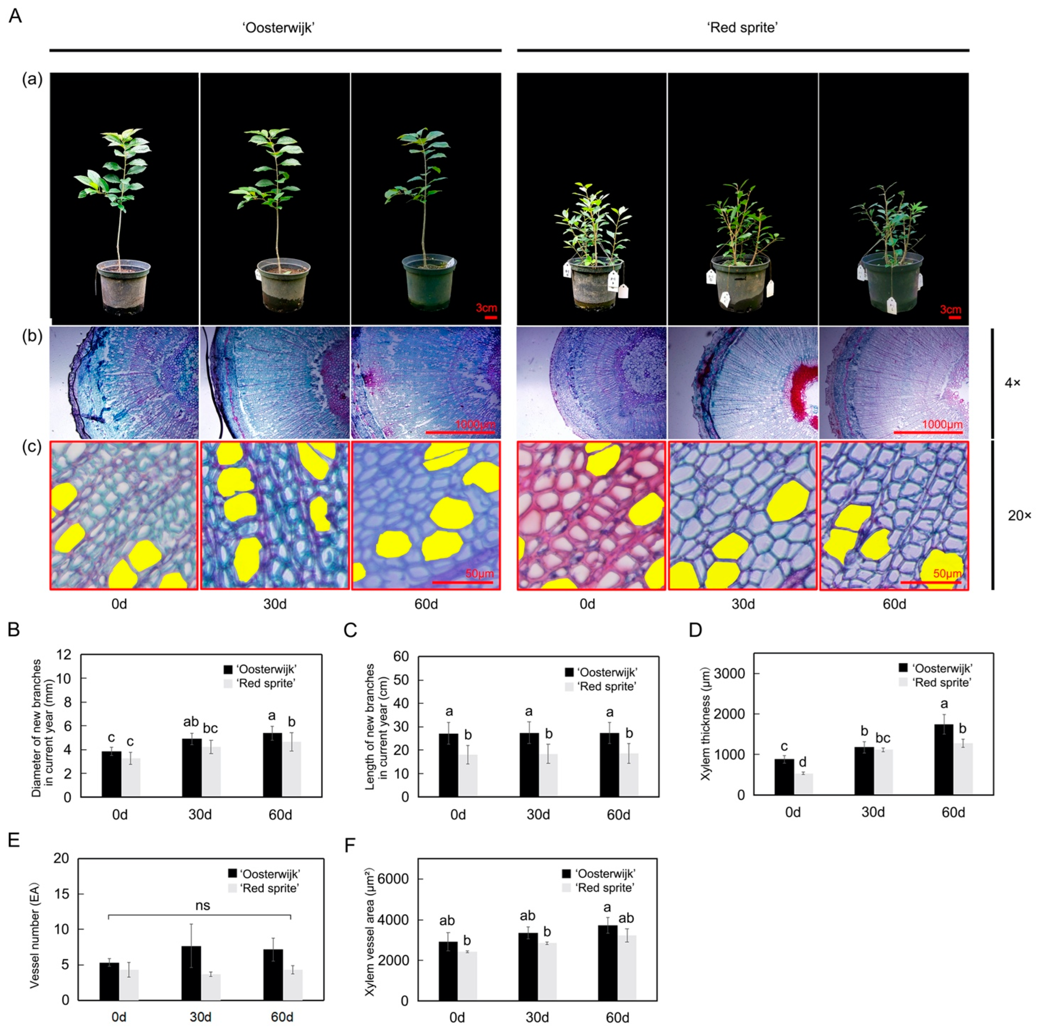 Plants 12 01941 g001