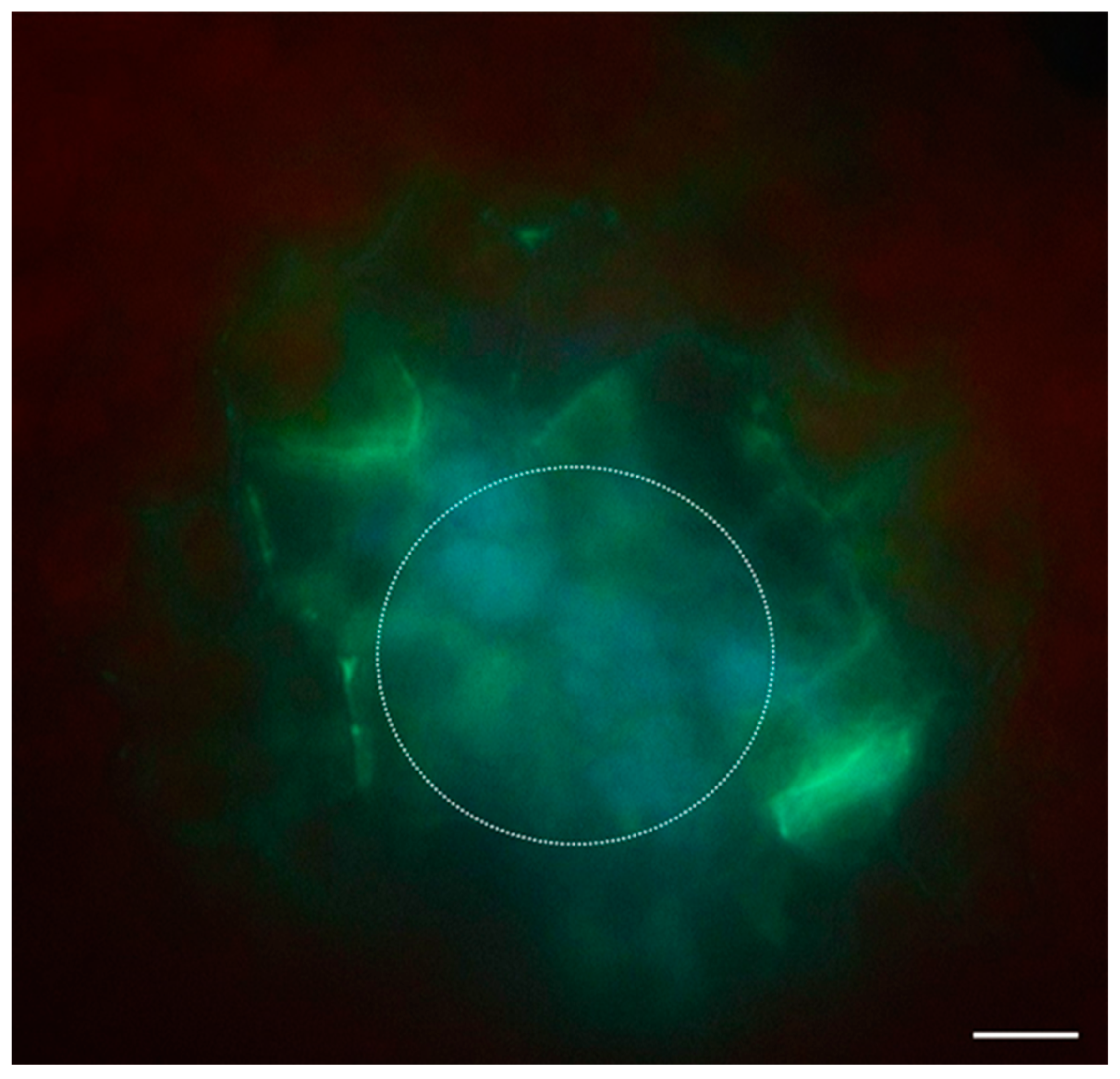 Plants 12 01951 g002