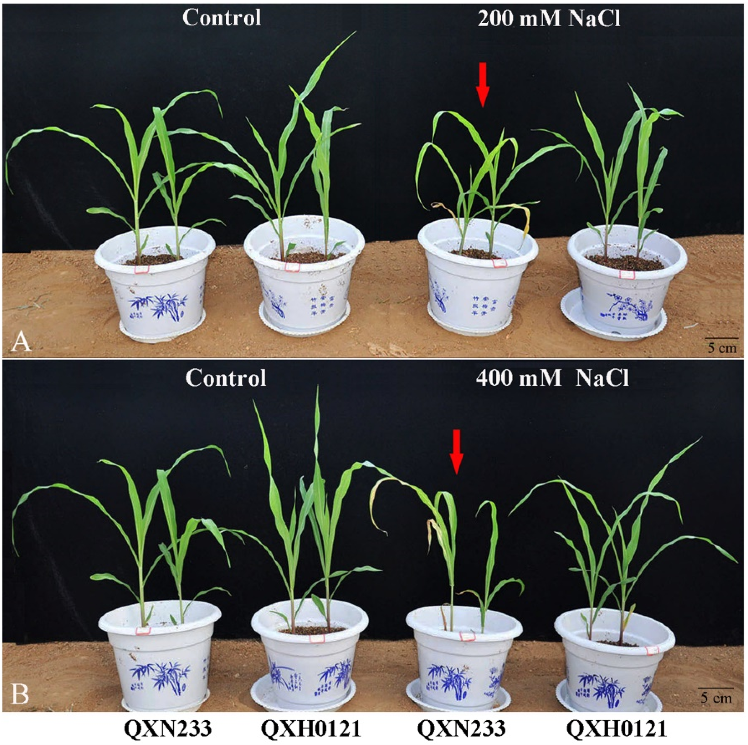 Plants 12 01952 g001 Plants 12 01952 g001