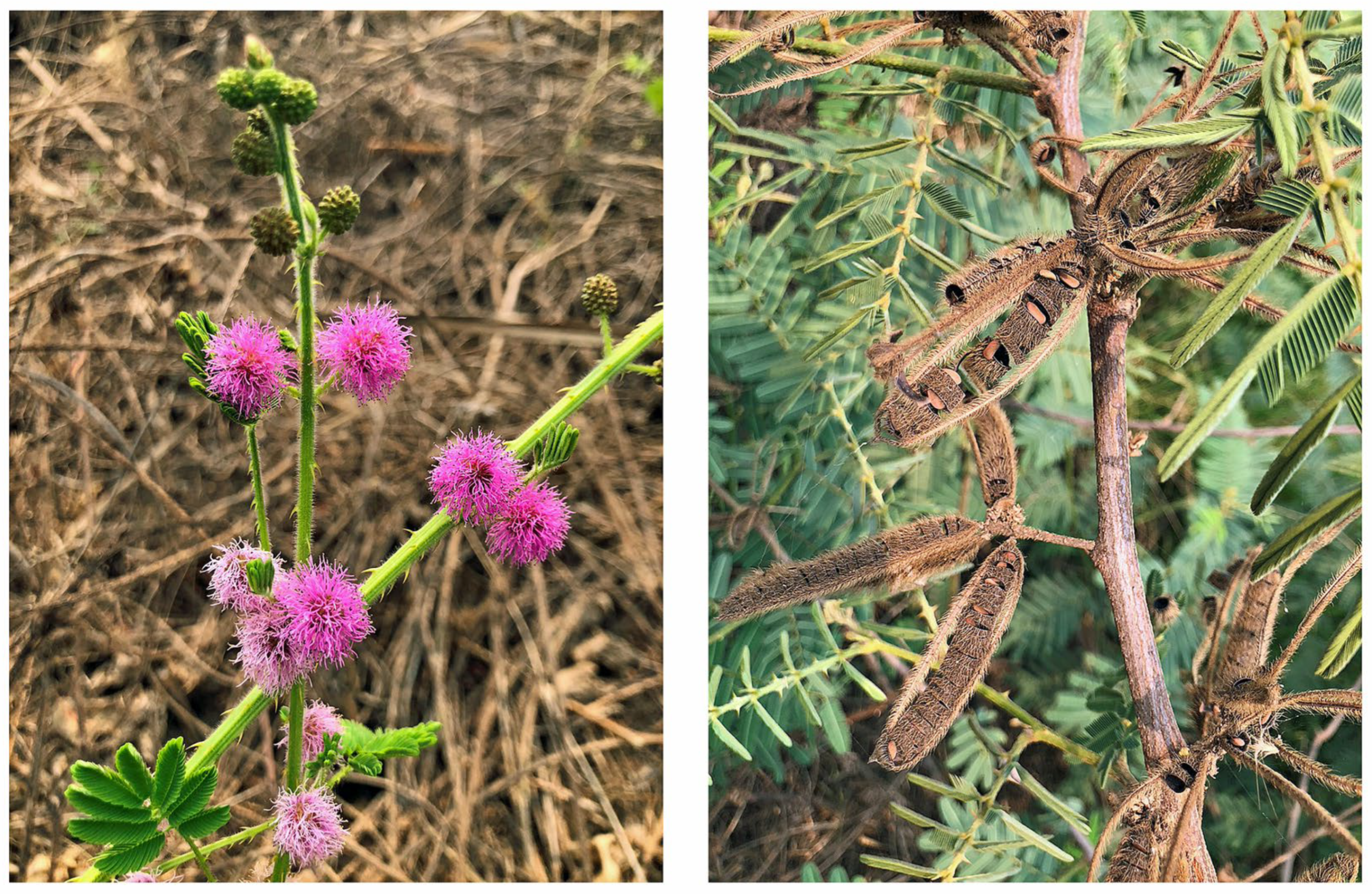 Plants 12 01960 g002 Plants 12 01960 g002