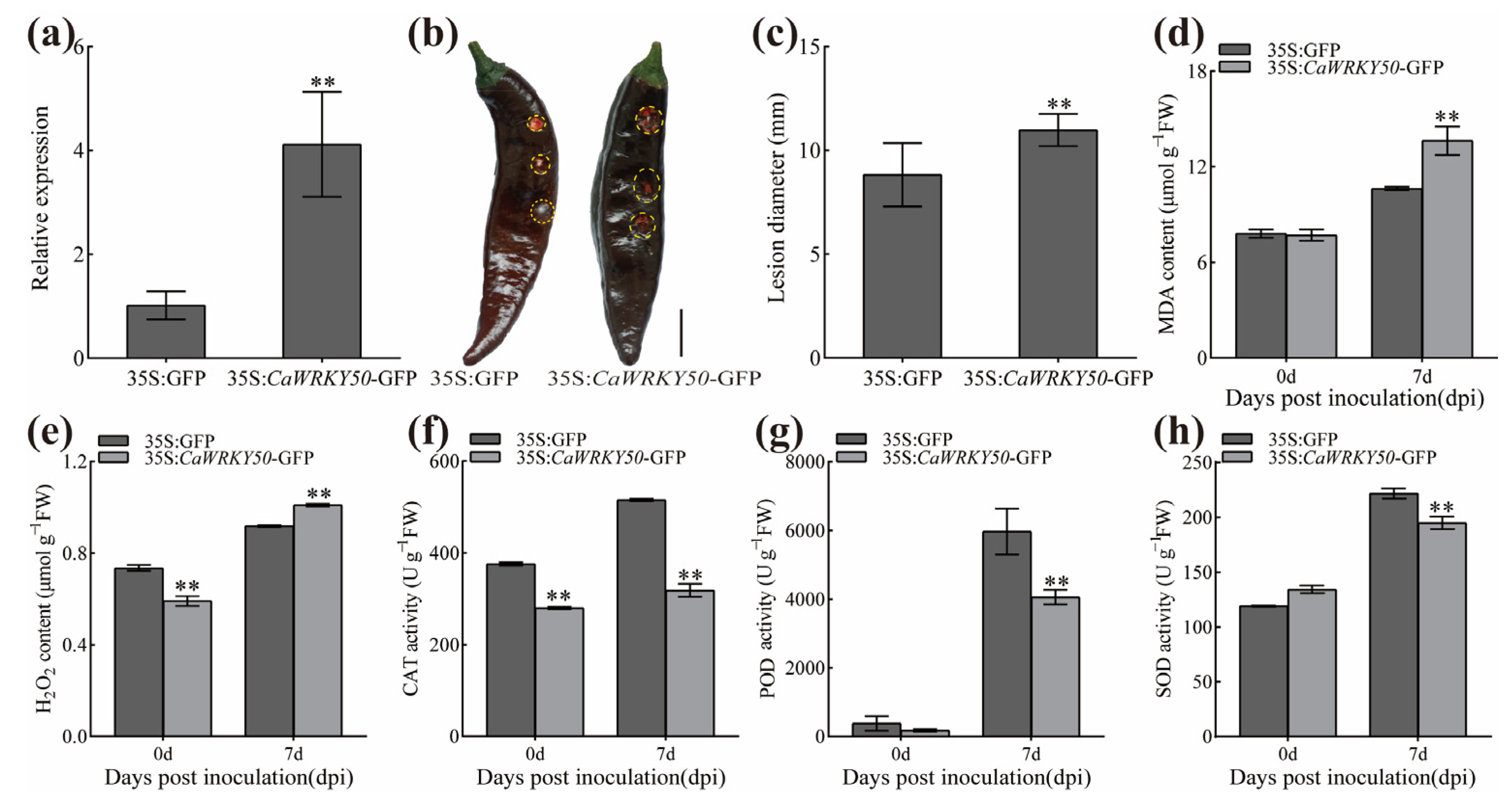 Plants 12 01962 g004