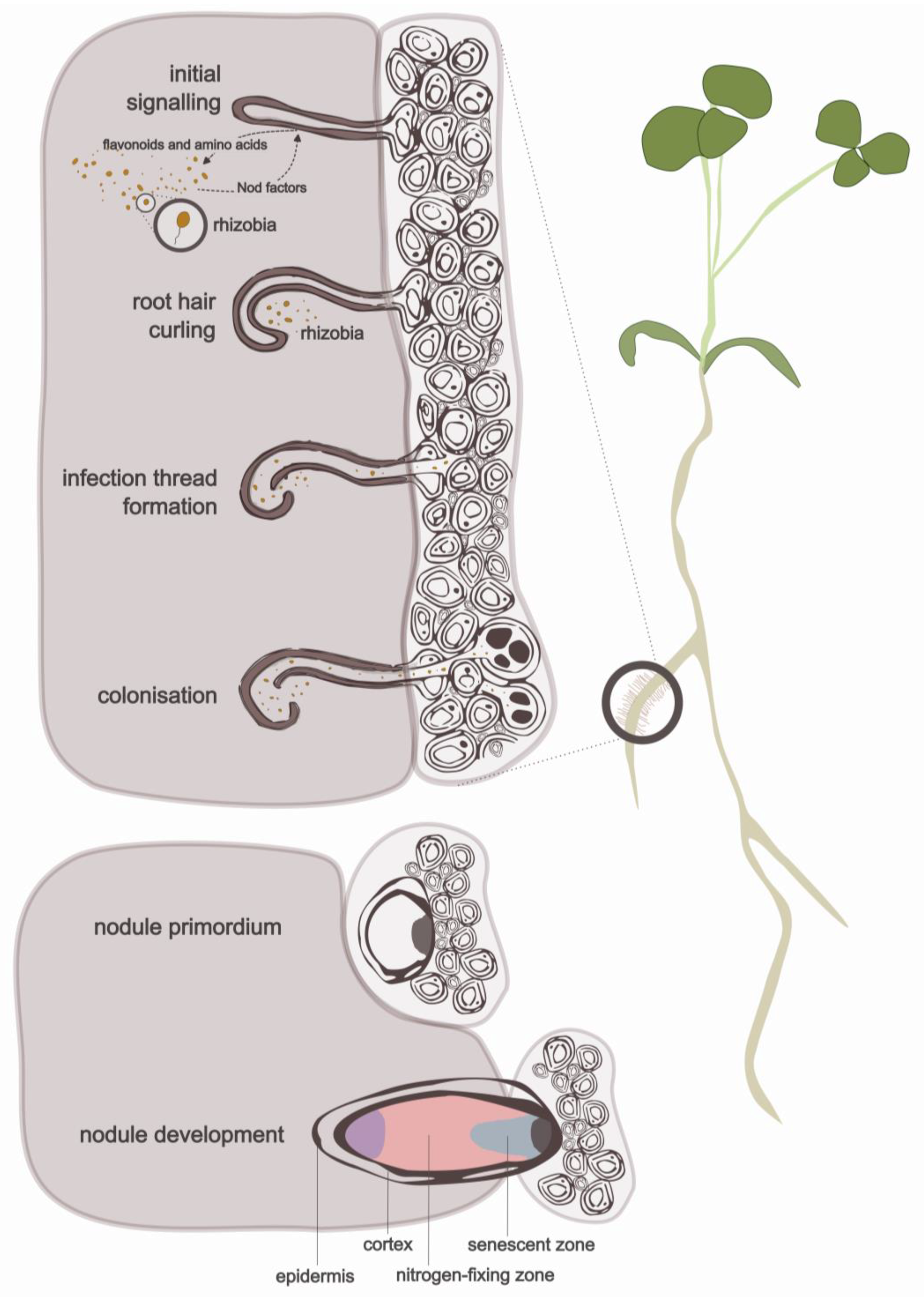 Plants 12 01964 g001 Plants 12 01964 g001