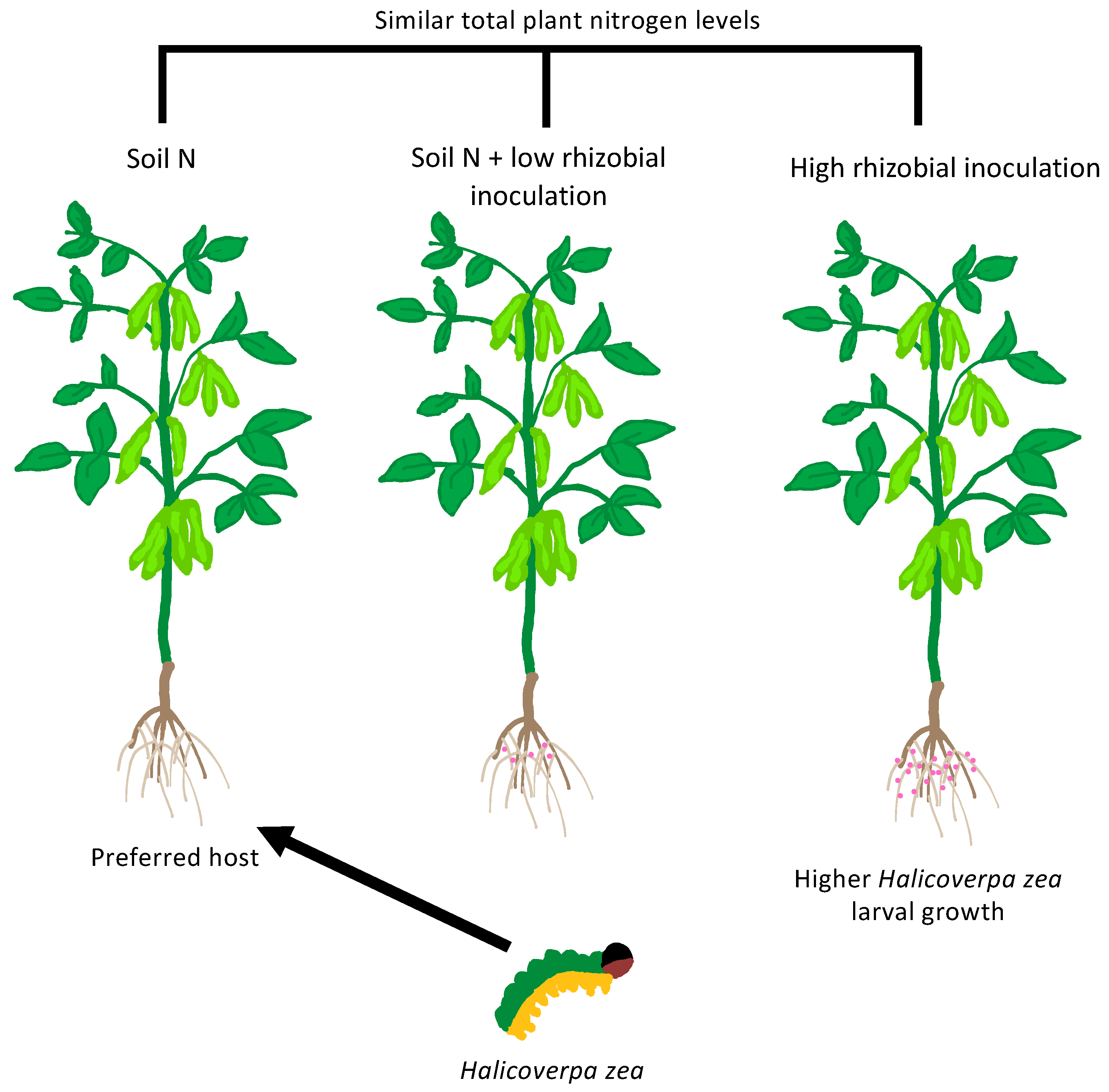 Plants 12 01964 g003 Plants 12 01964 g003