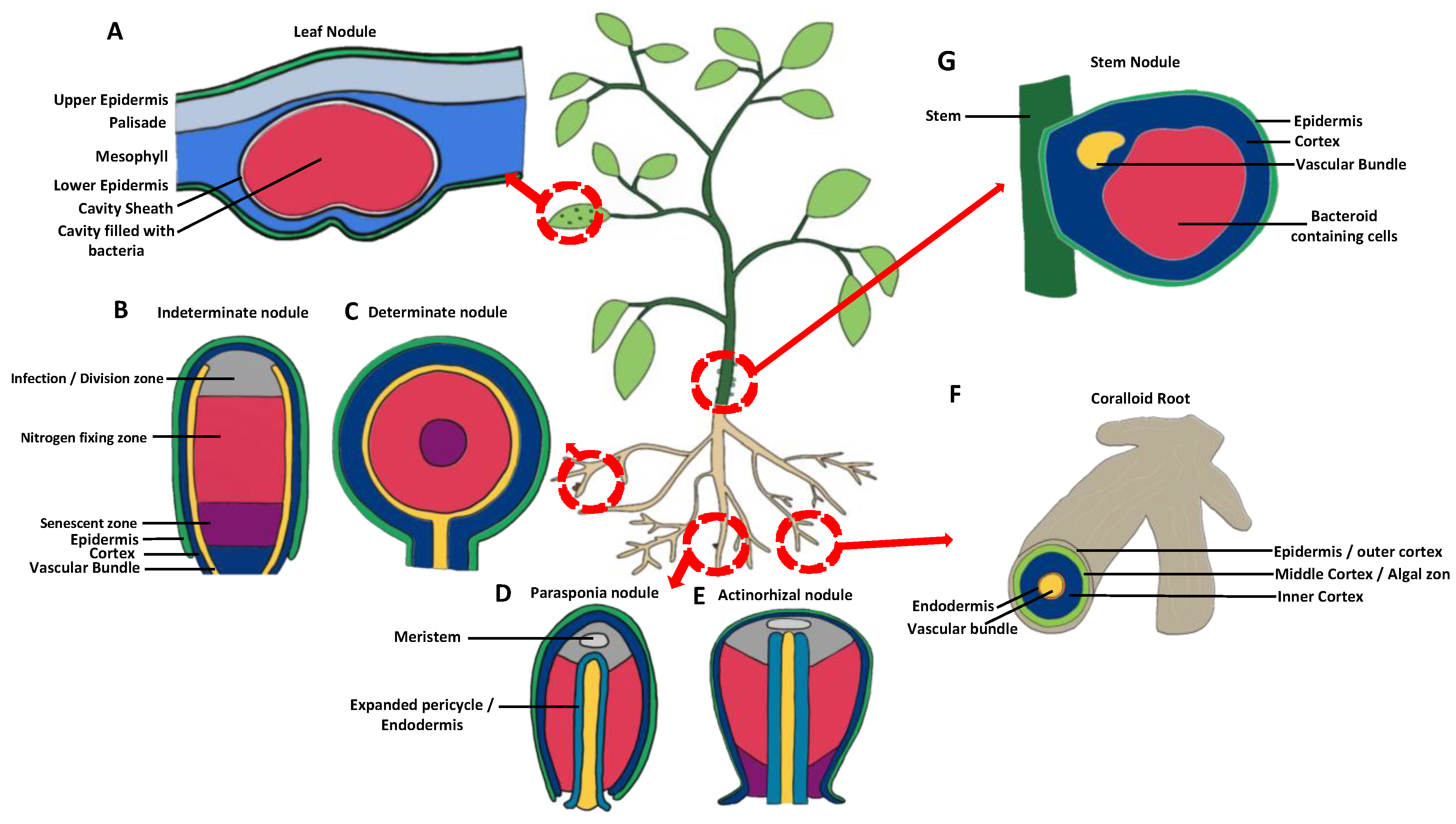 Plants 12 01964 g004 Plants 12 01964 g004