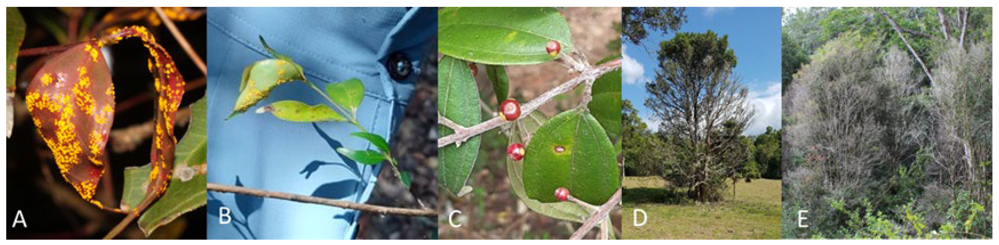 Plants 12 01970 g001