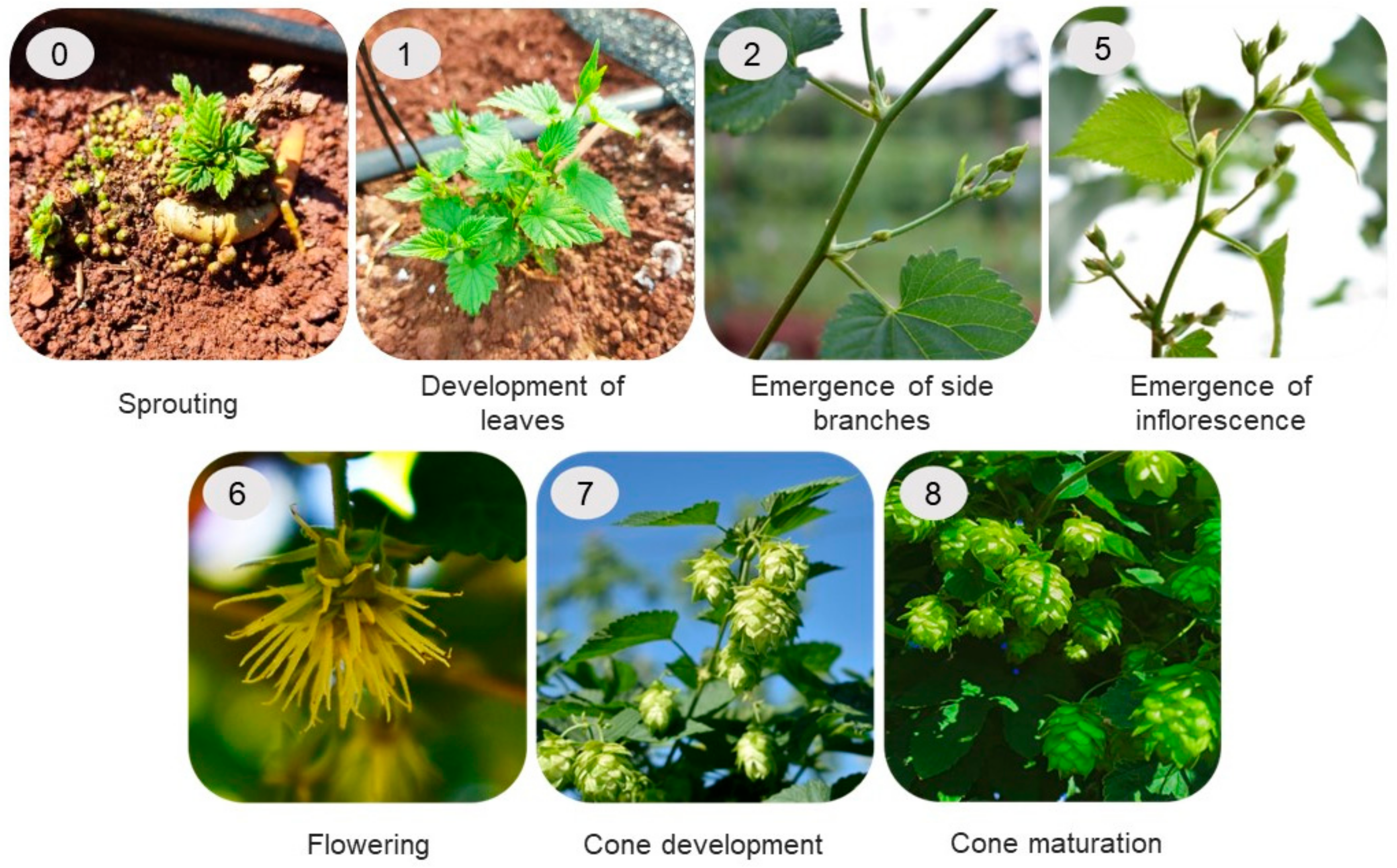 Plants 12 01971 g010 Plants 12 01971 g010