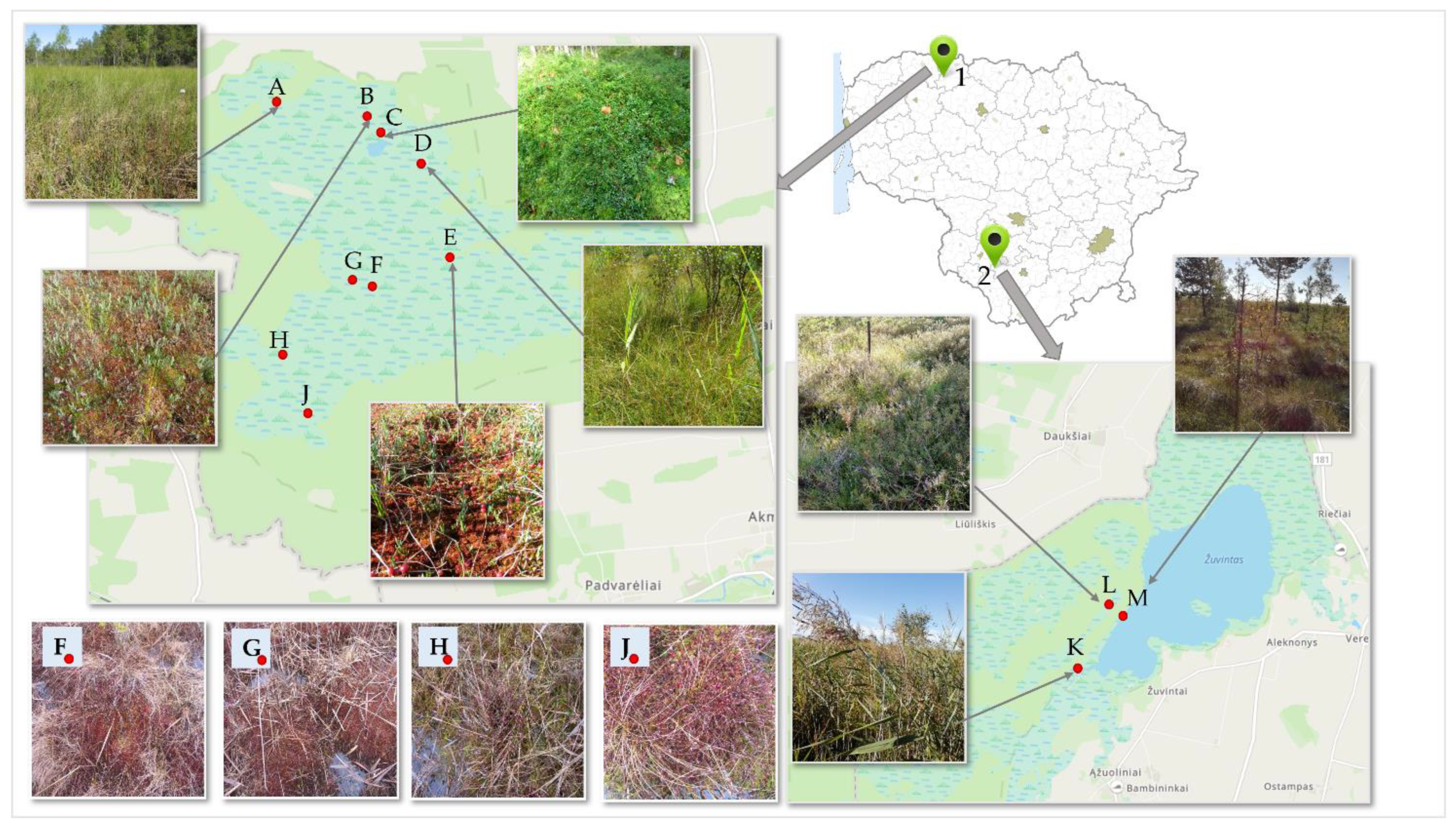Plants 12 01974 g006