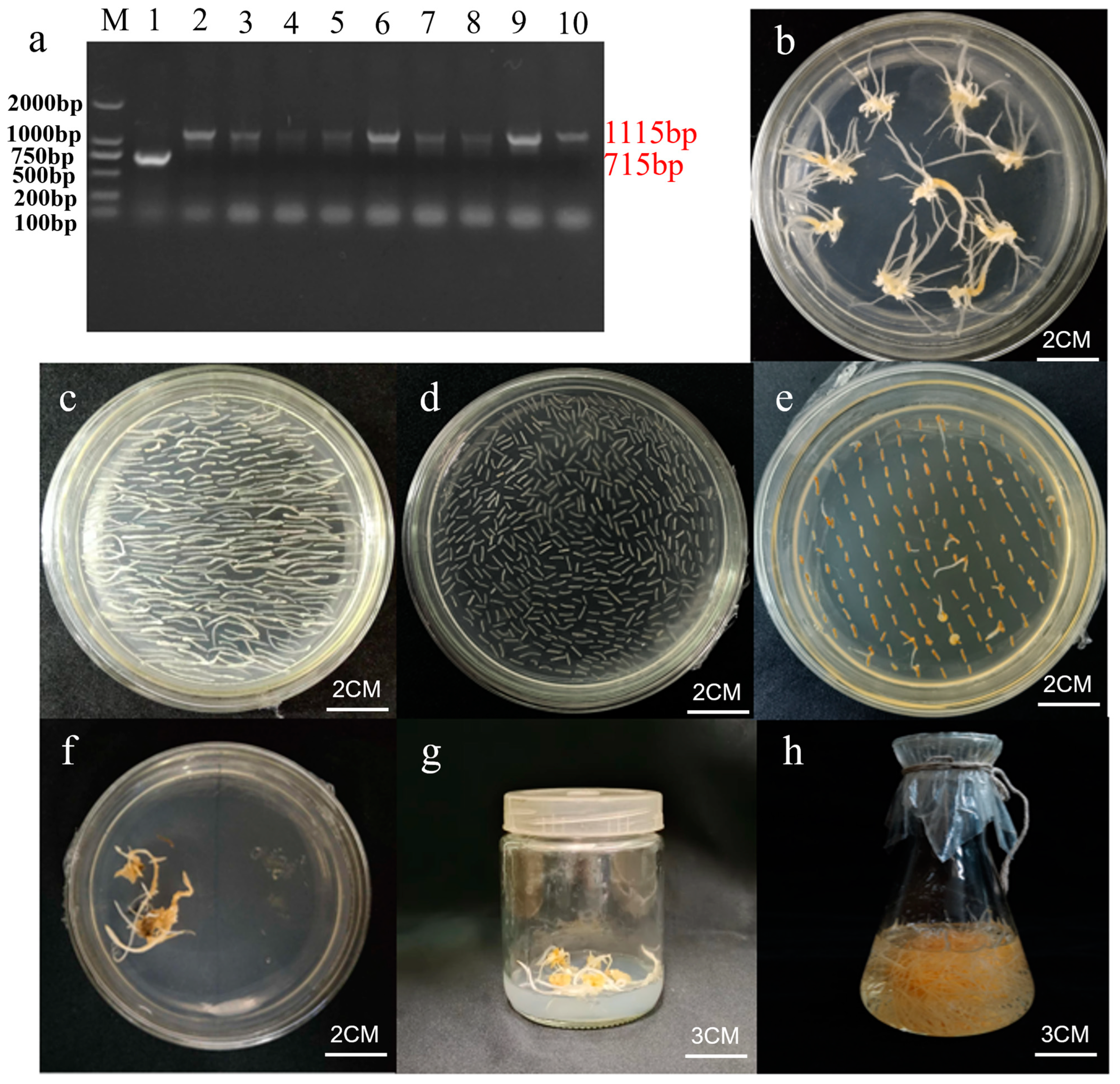 Plants 12 01980 g008