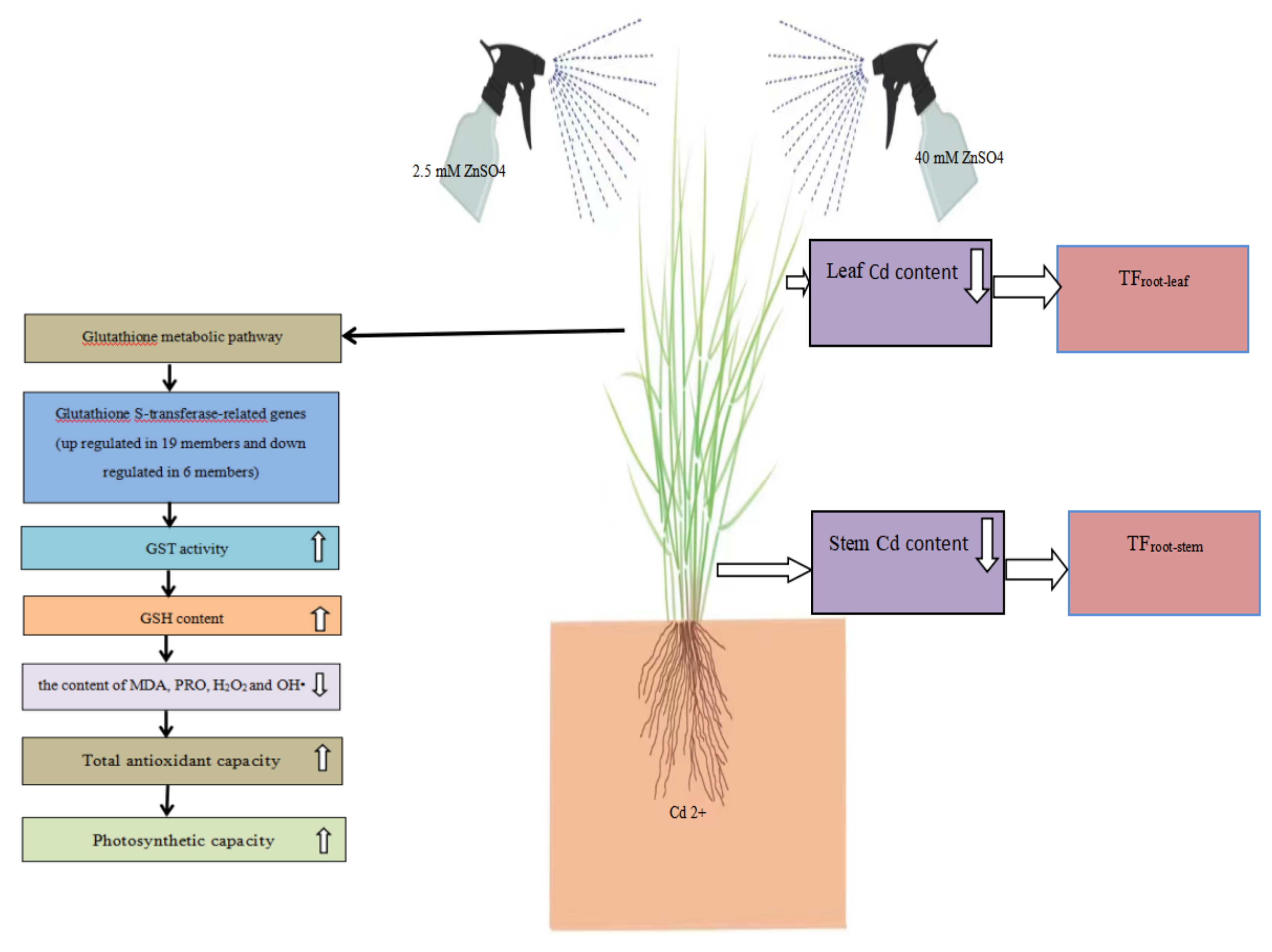 Plants 12 01982 g008