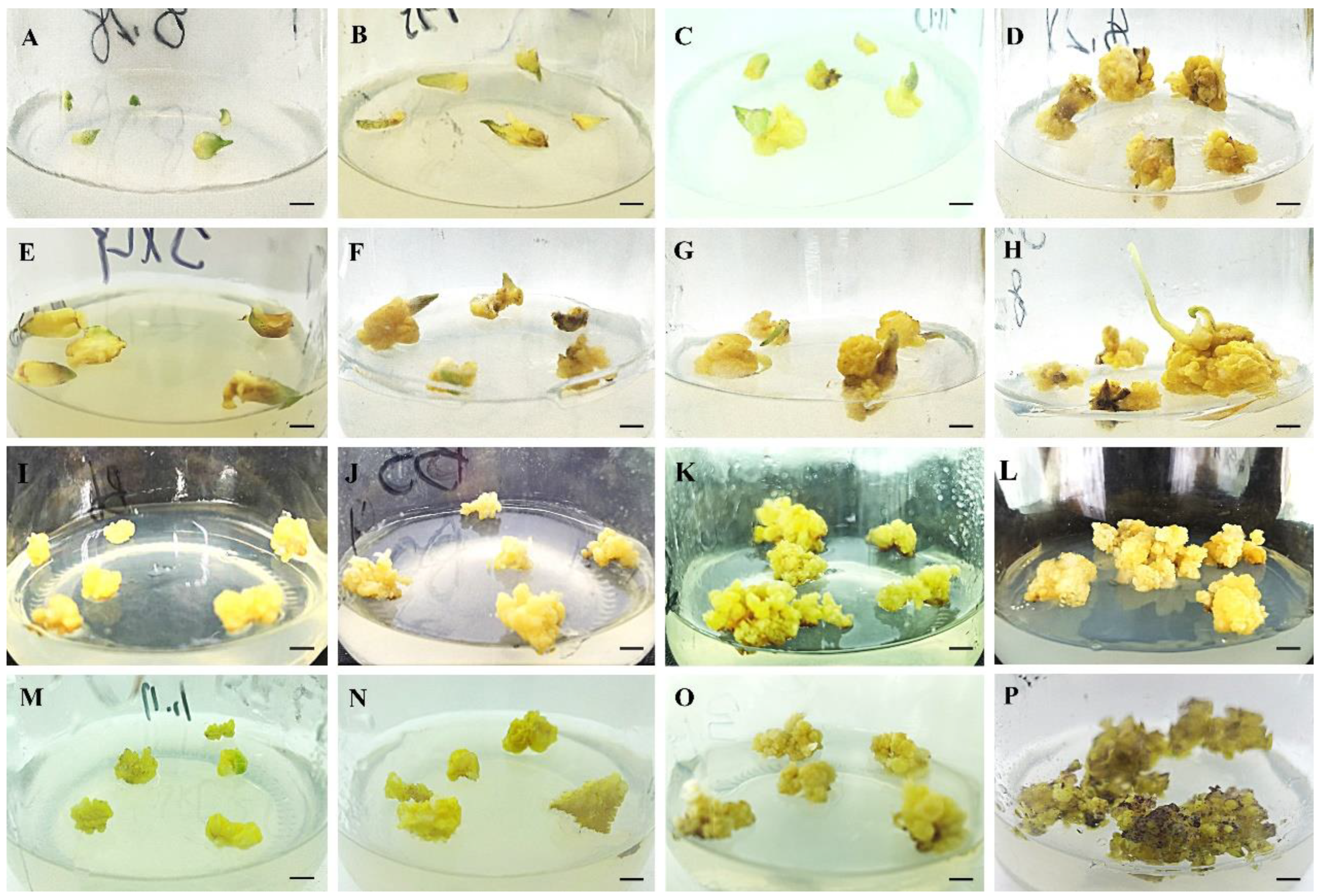 Plants 12 01992 g001