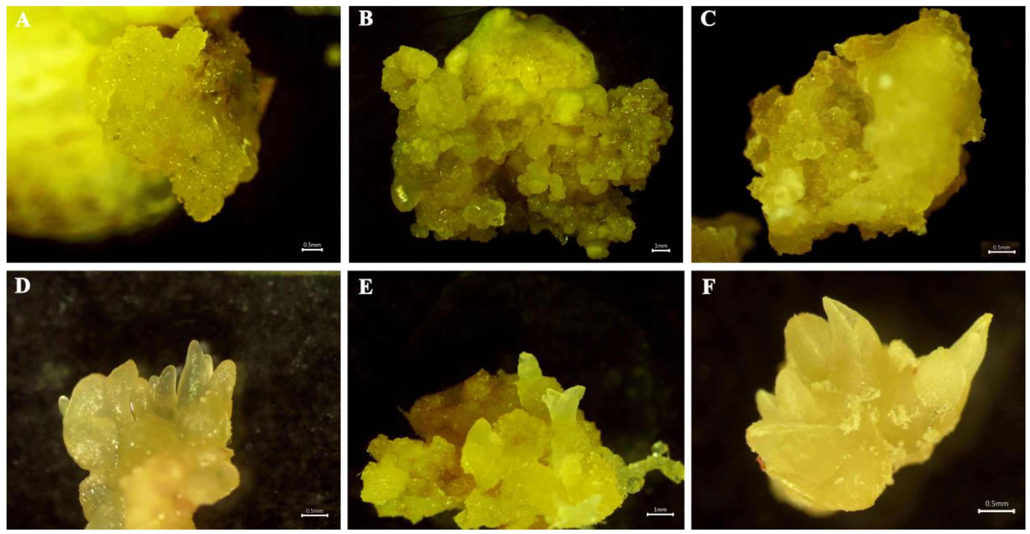 Plants 12 01992 g002