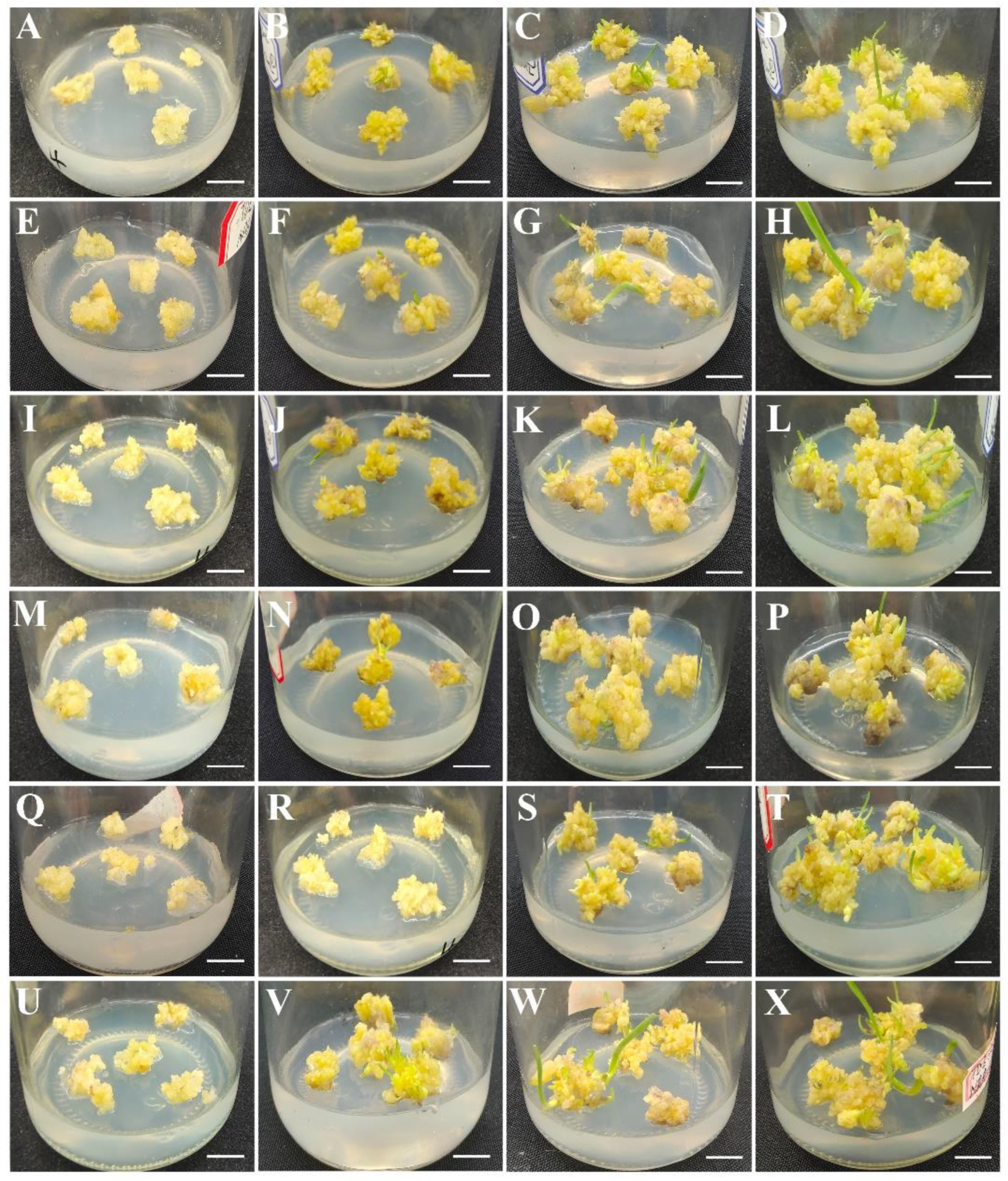 Plants 12 01992 g003