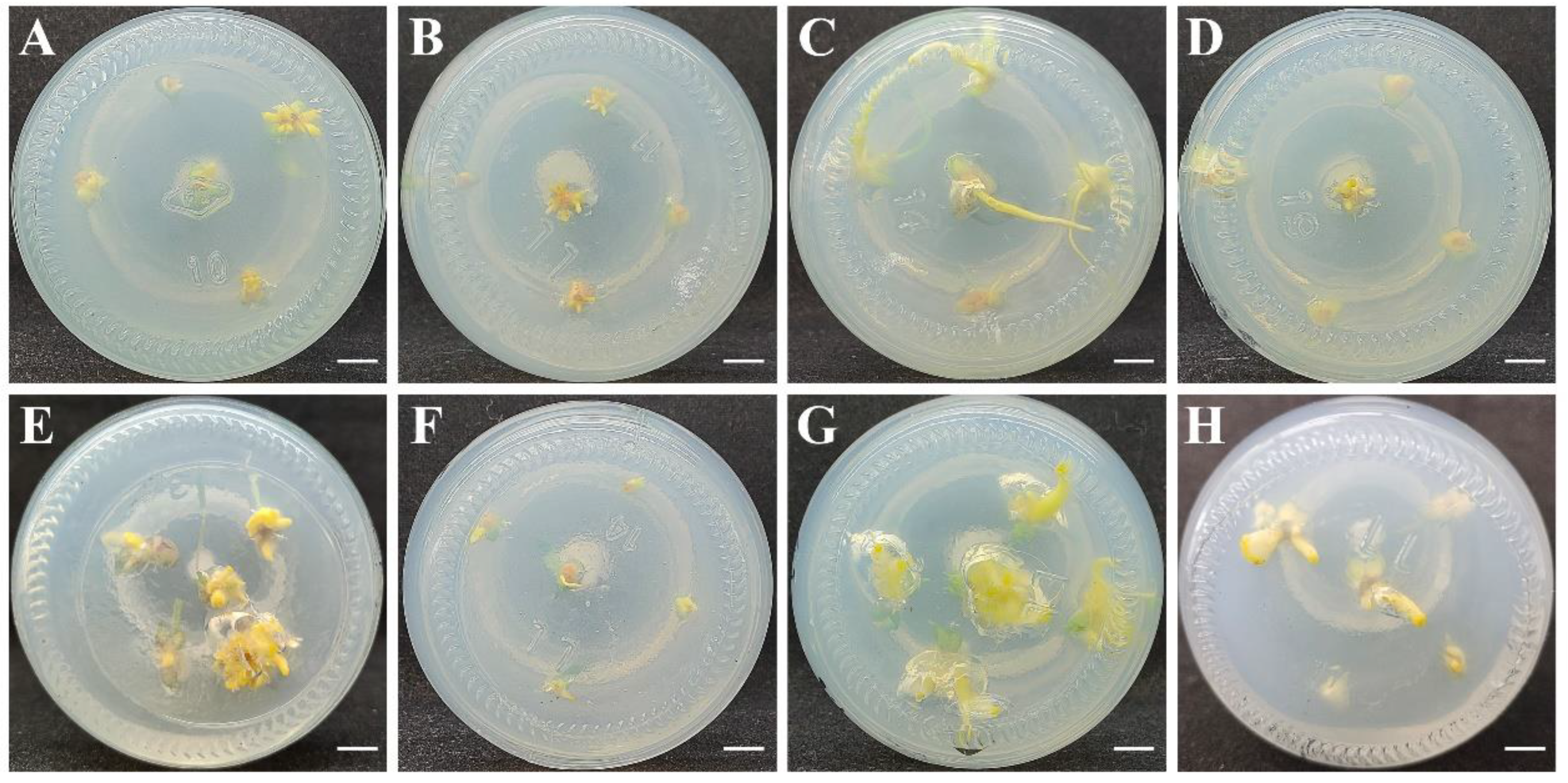 Plants 12 01992 g005