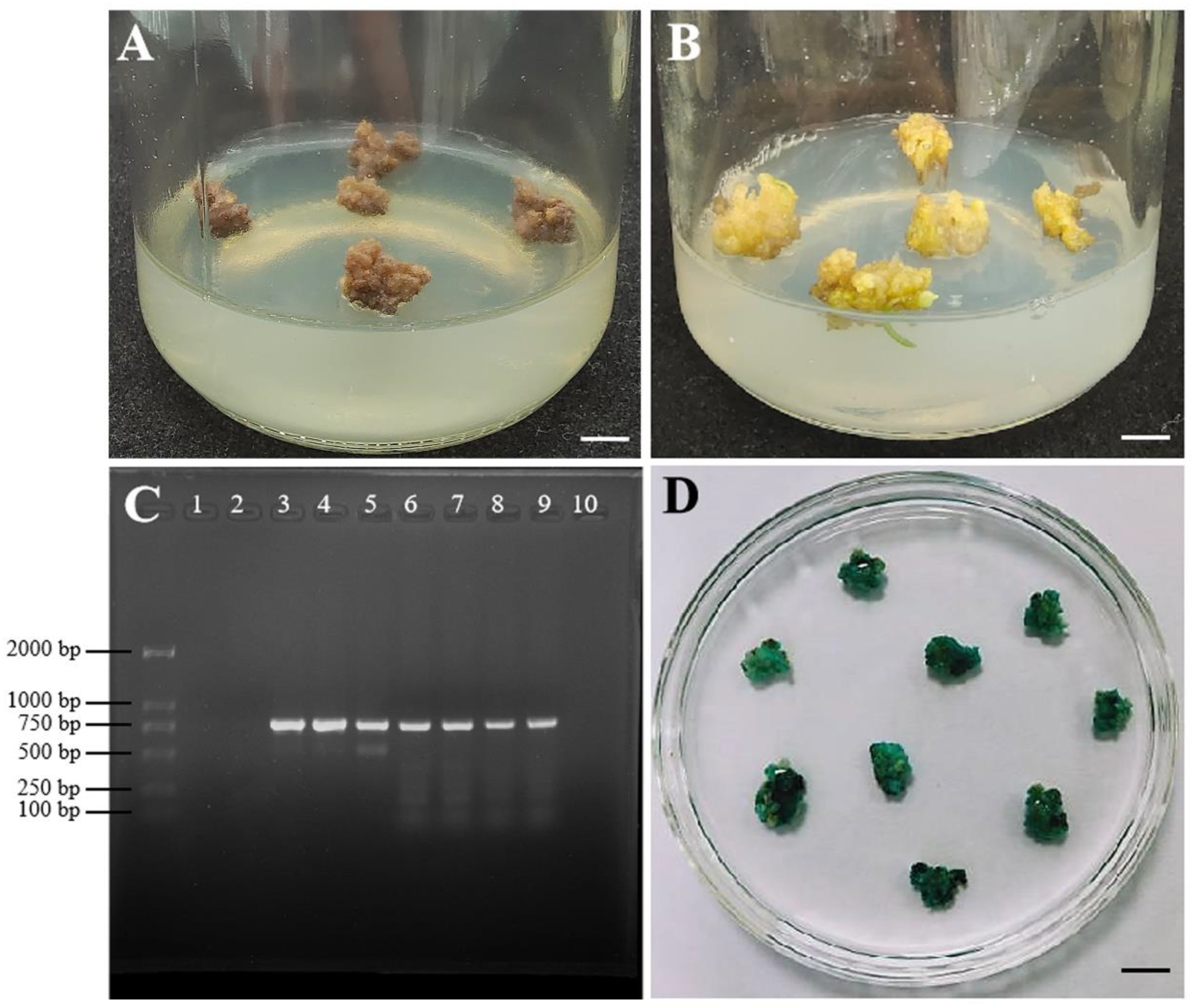 Plants 12 01992 g008