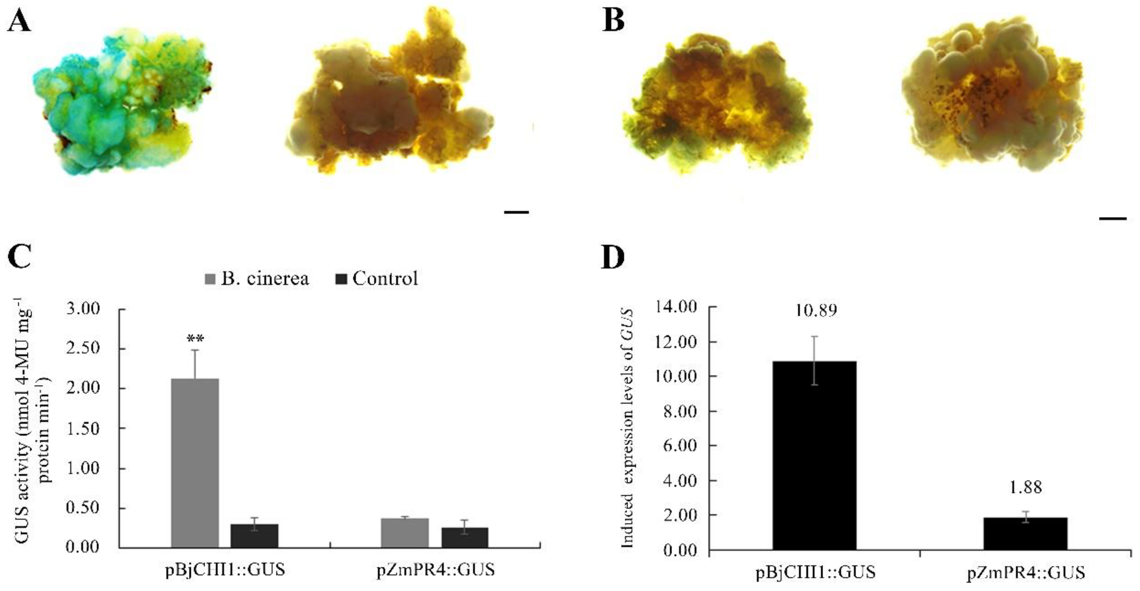Plants 12 01992 g009