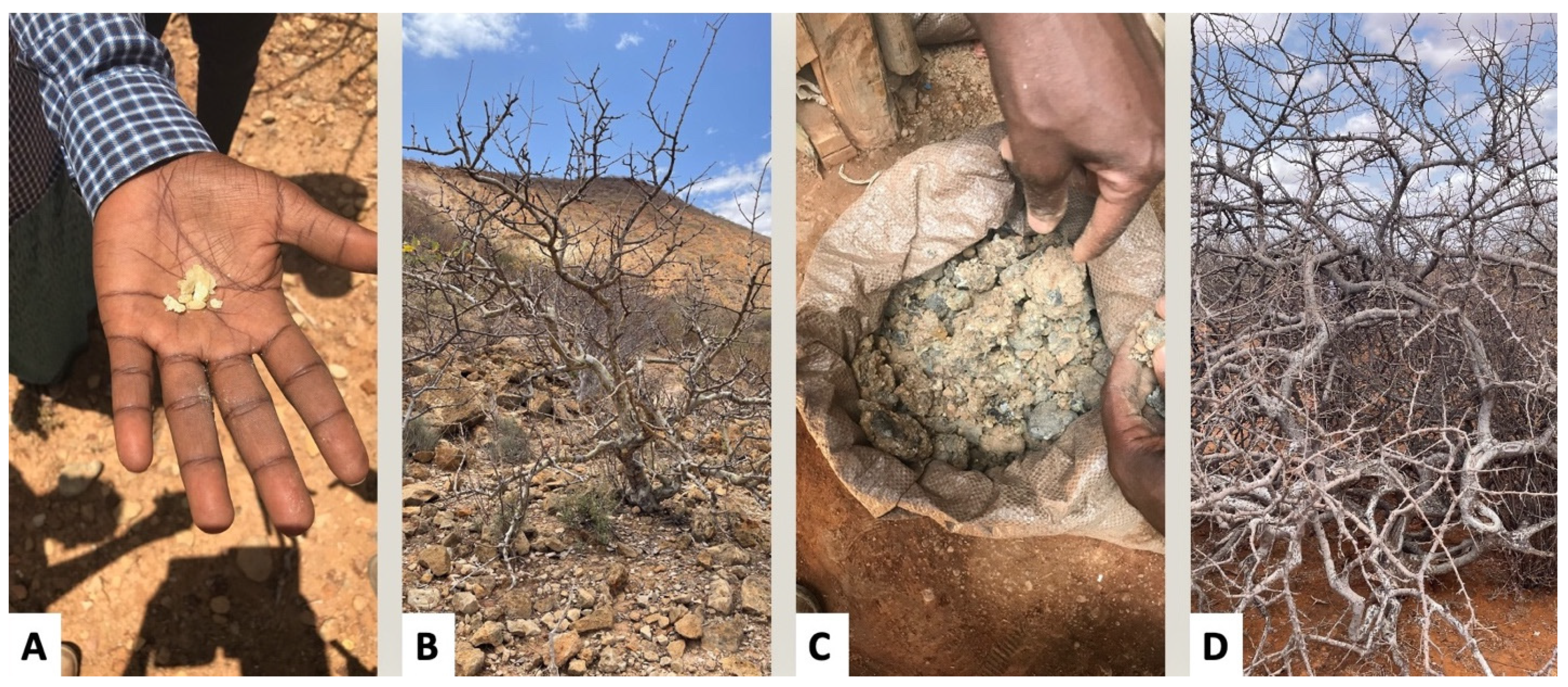 Plants 12 02024 g003