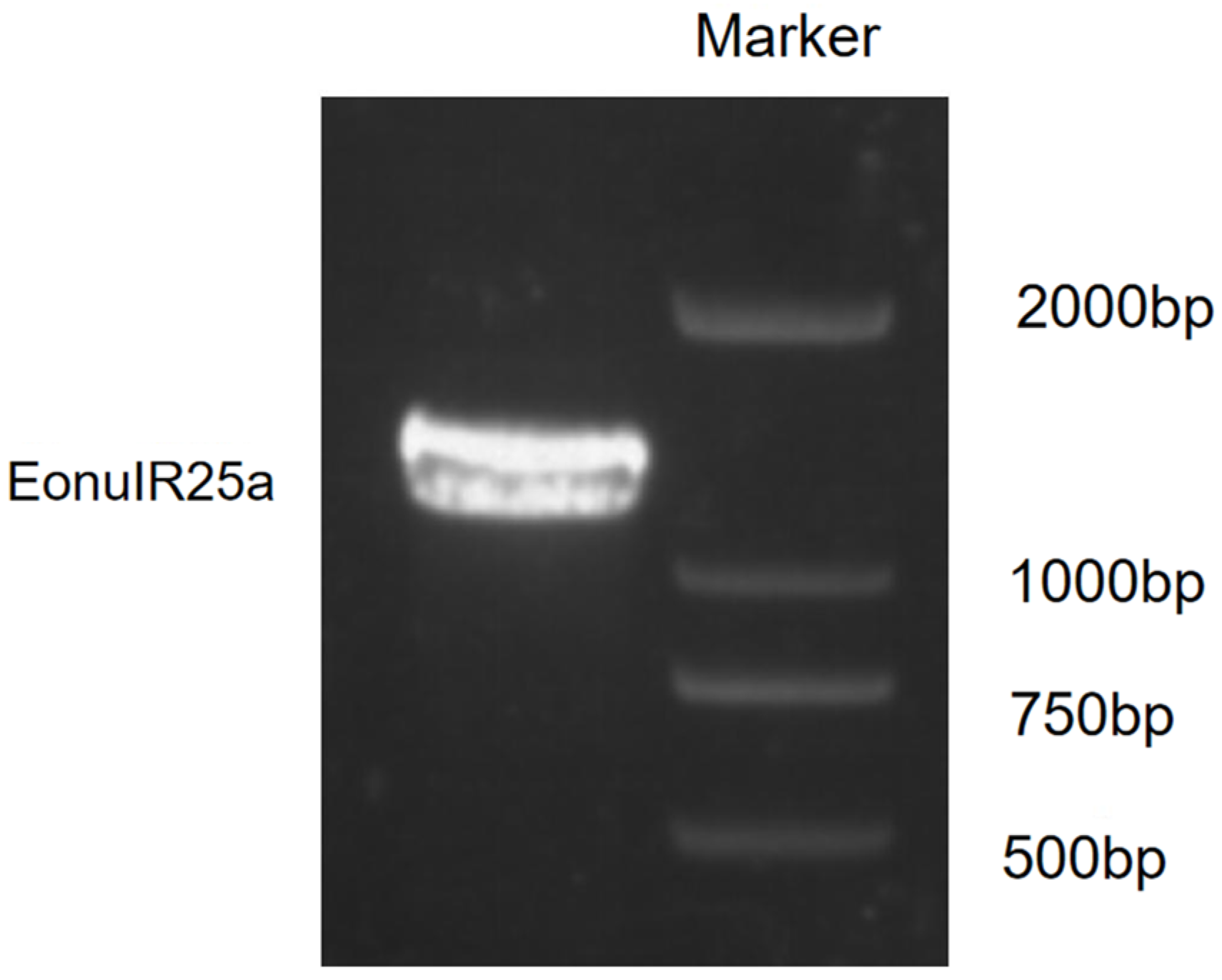 Plants 12 02034 g001