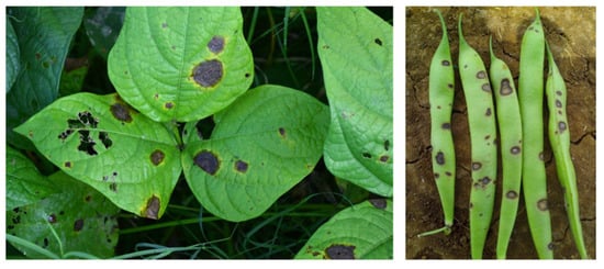 Plants 12 02040 g003