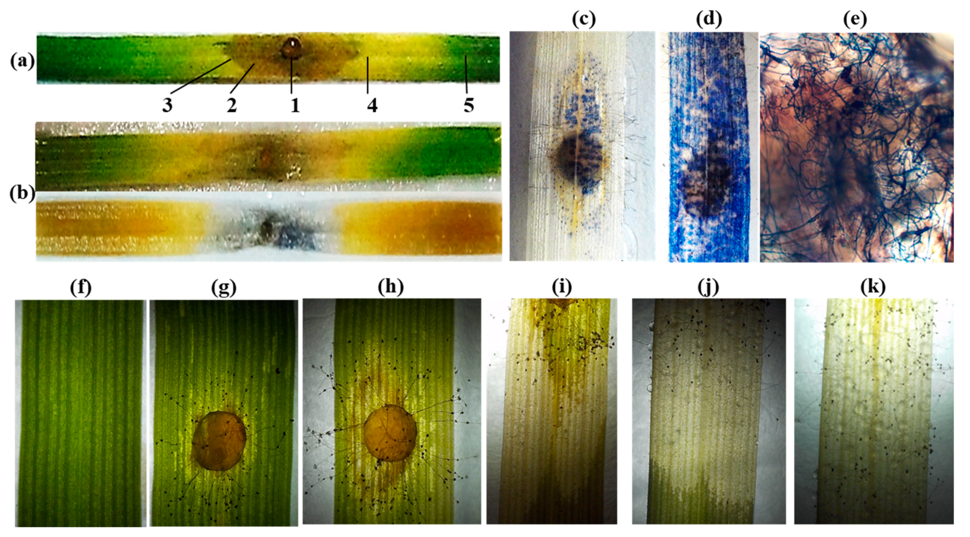 Plants 12 02050 g004