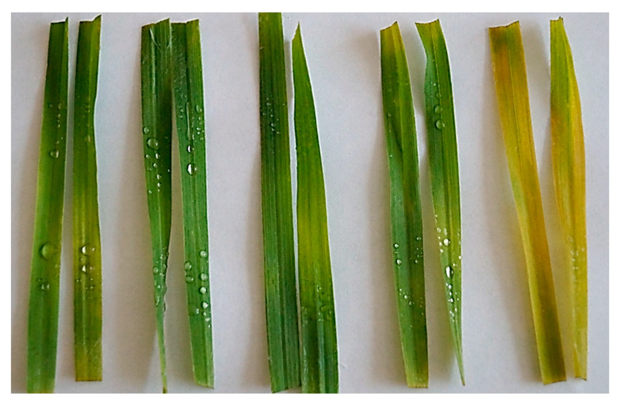 Plants 12 02050 g008