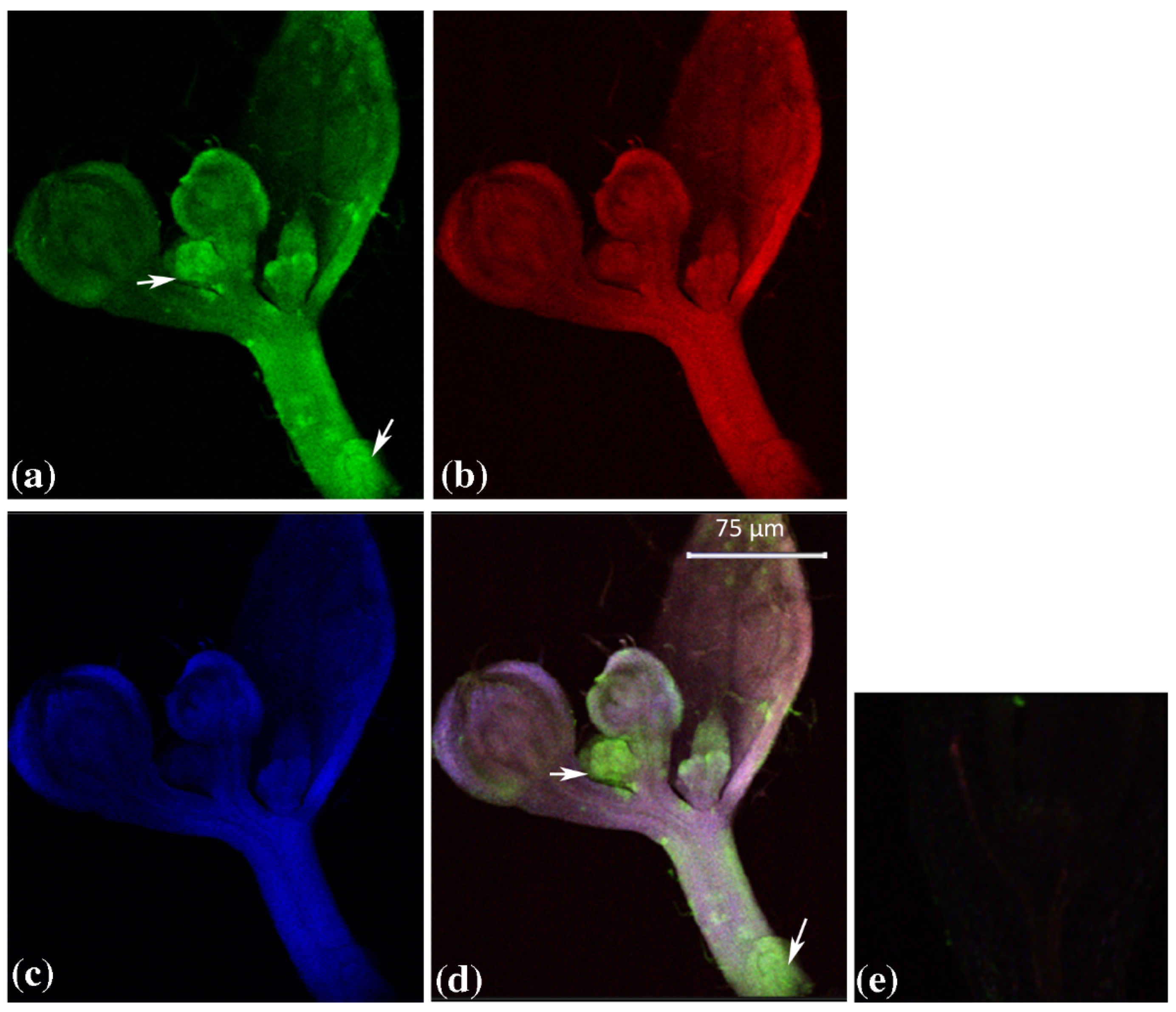 Plants 12 02051 g002