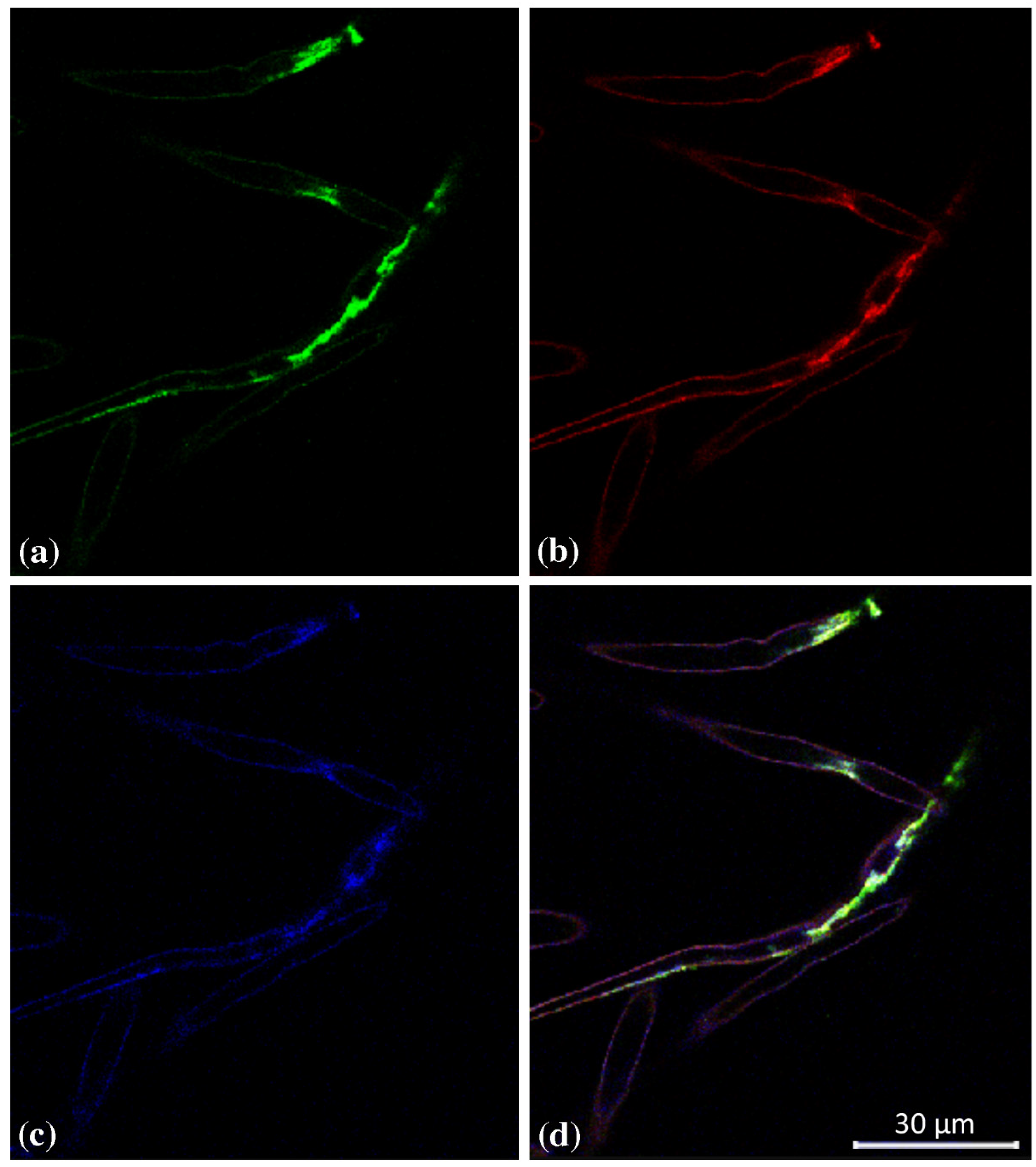 Plants 12 02051 g003