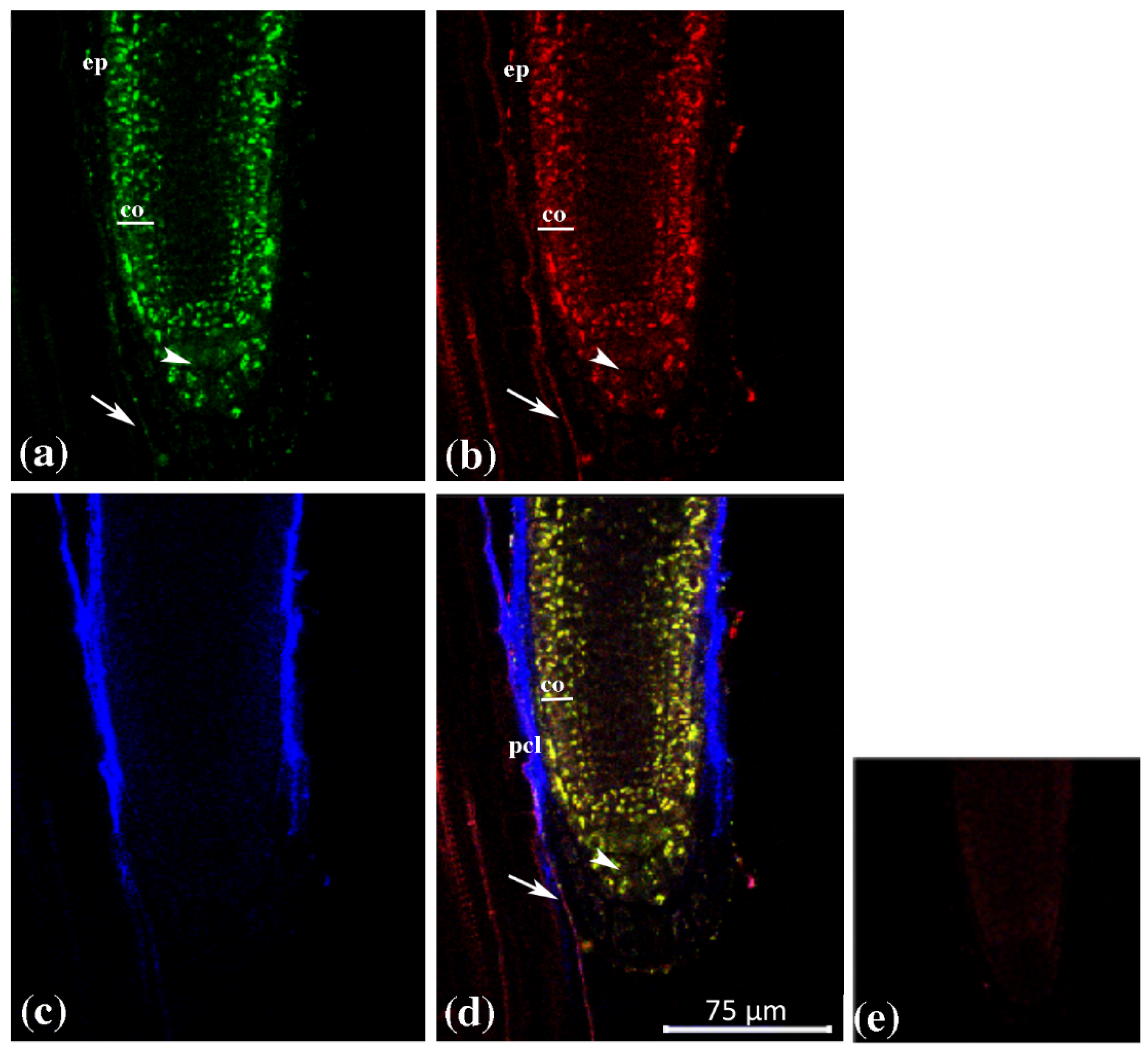 Plants 12 02051 g004