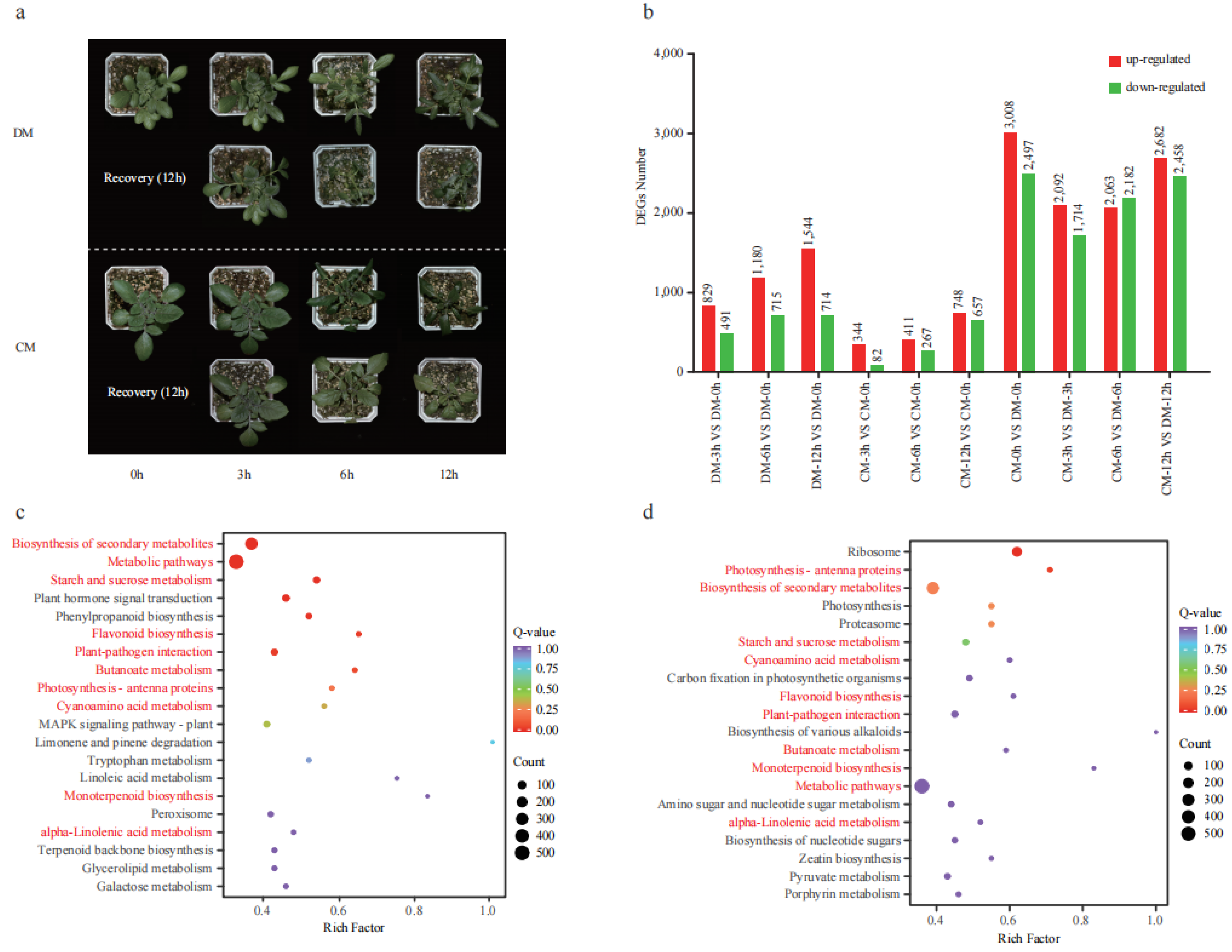Plants 12 02054 g003