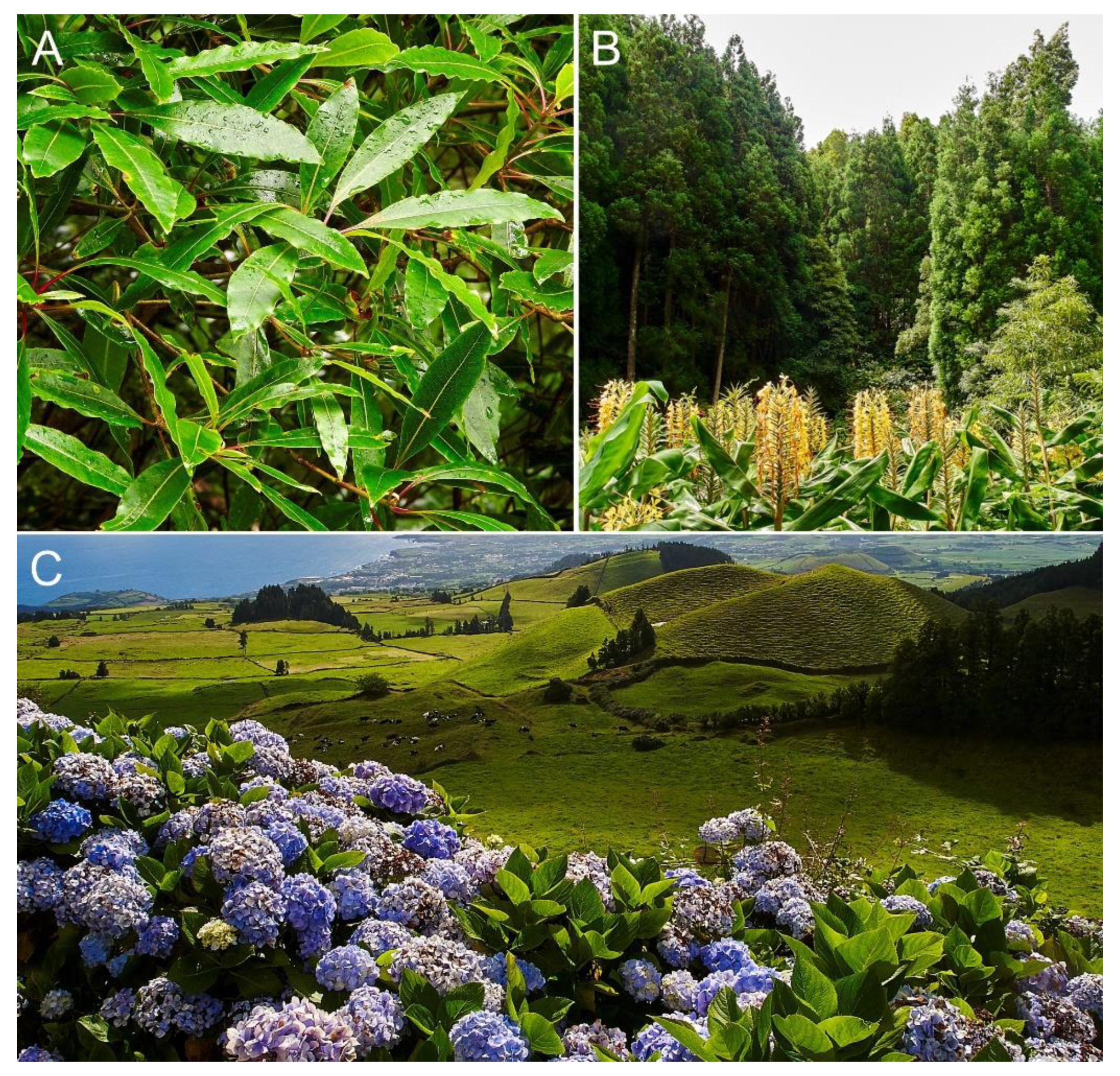 Plants 12 02089 g012 Plants 12 02089 g012