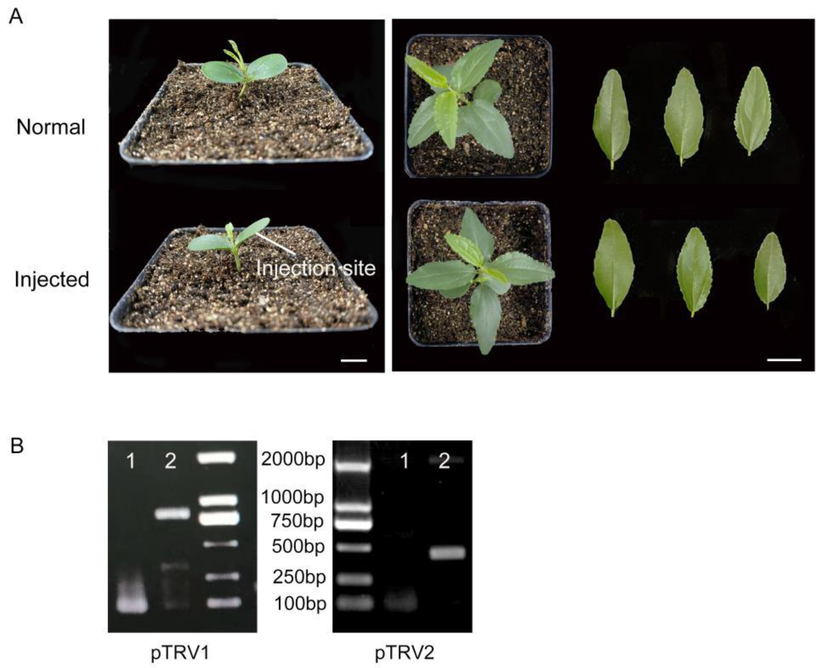 Plants 12 02115 g001