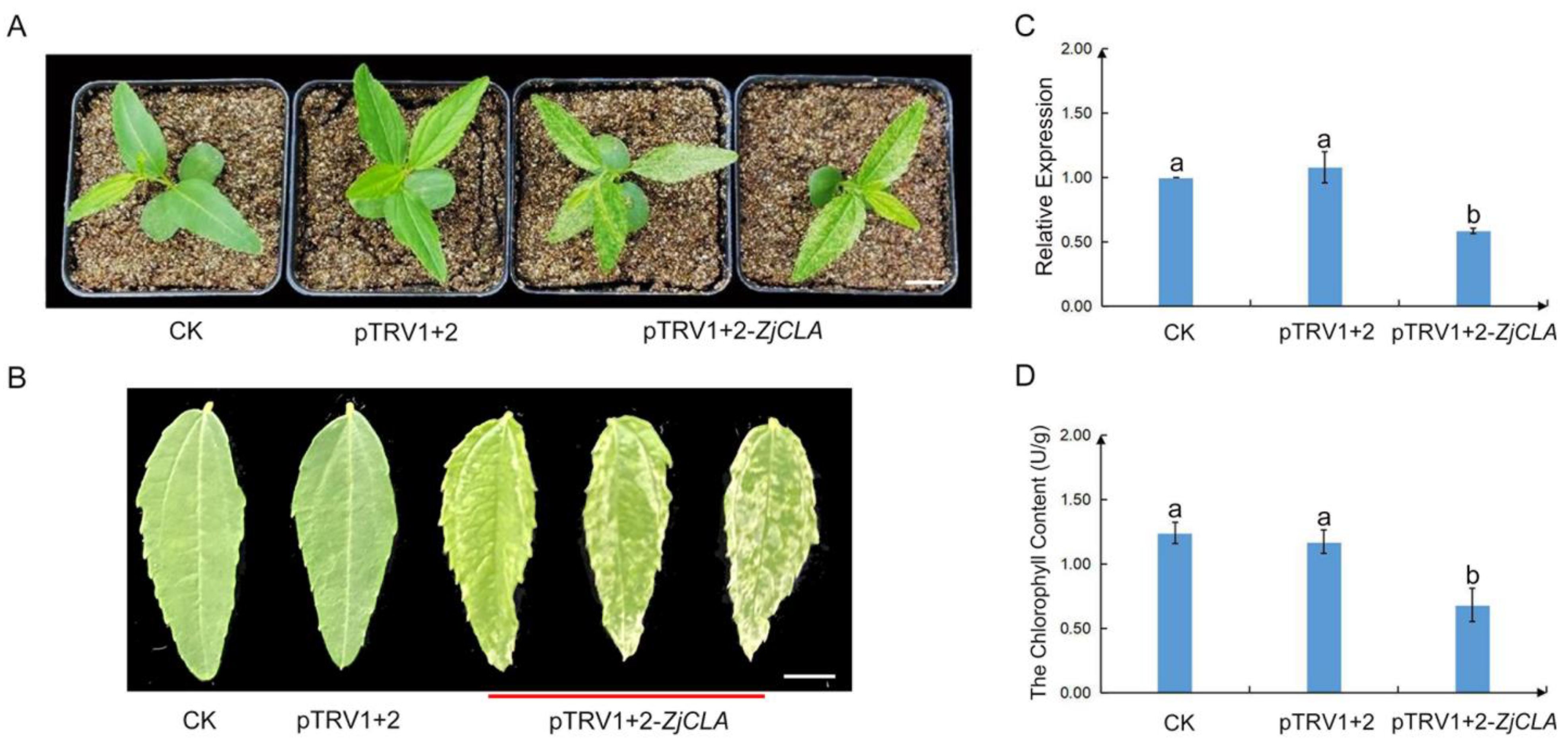 Plants 12 02115 g003