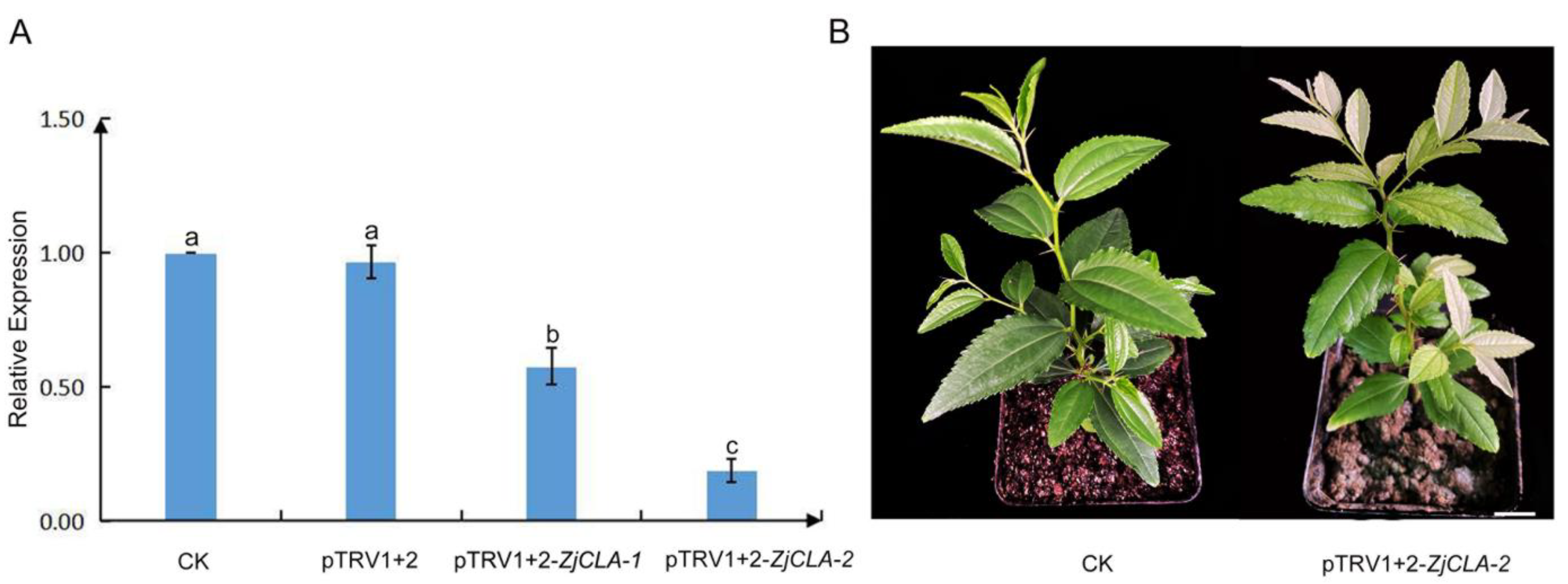 Plants 12 02115 g004