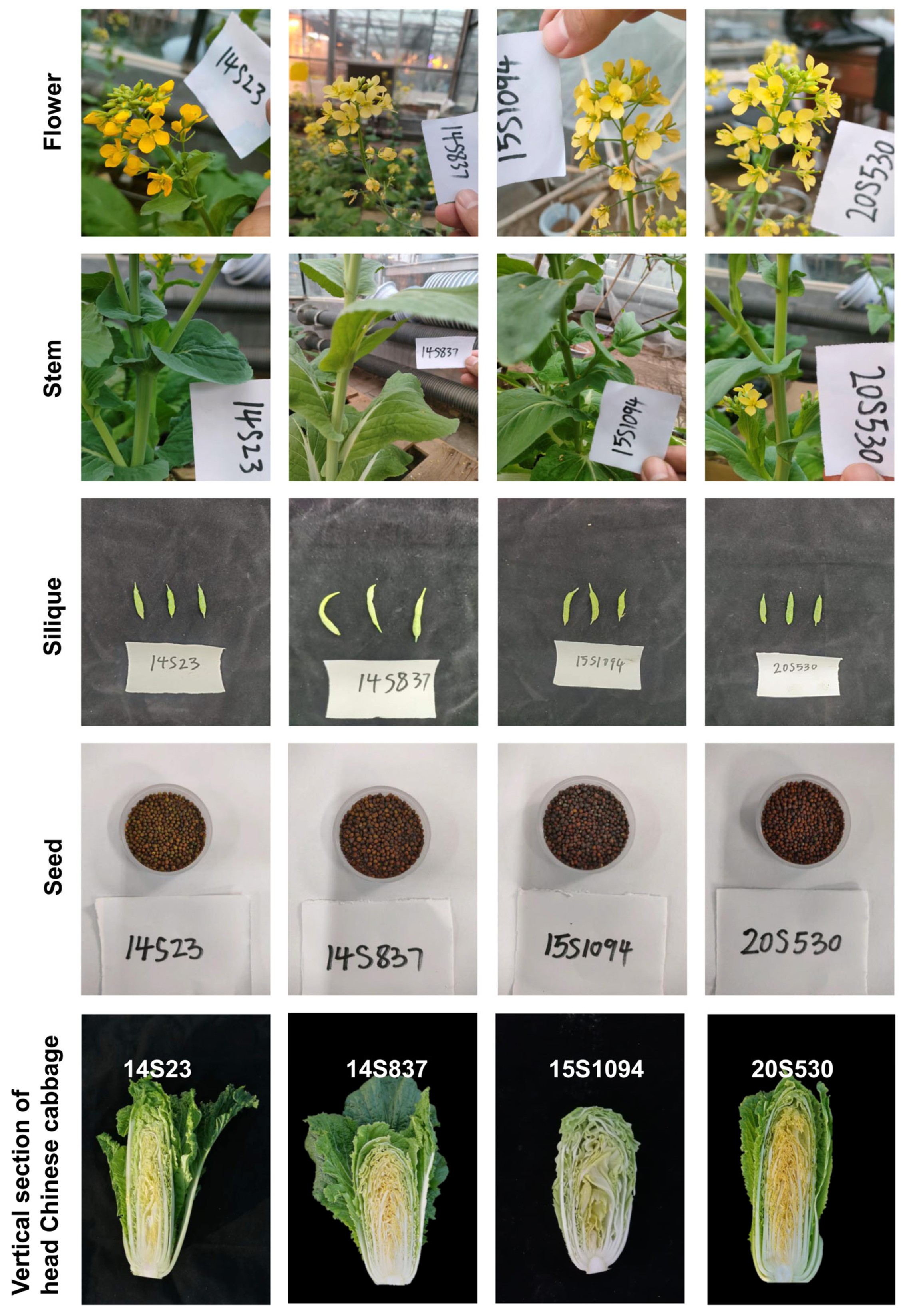 Plants 12 02120 g006