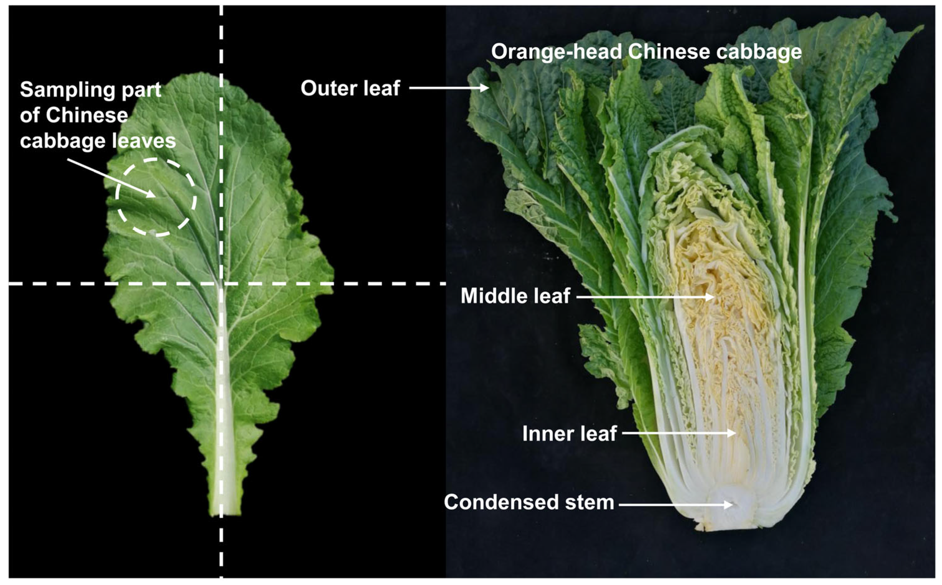 Plants 12 02120 g010