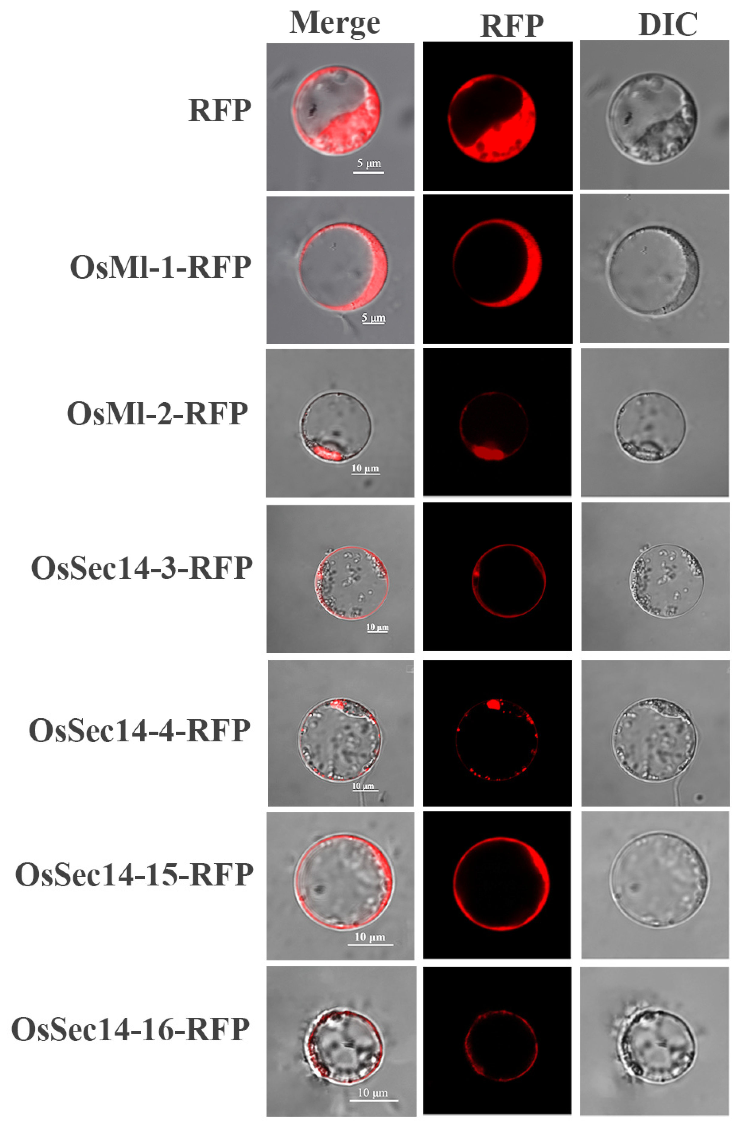 Plants 12 02122 g010