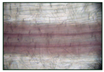 Plants 12 02123 i002 Plants 12 02123 i002