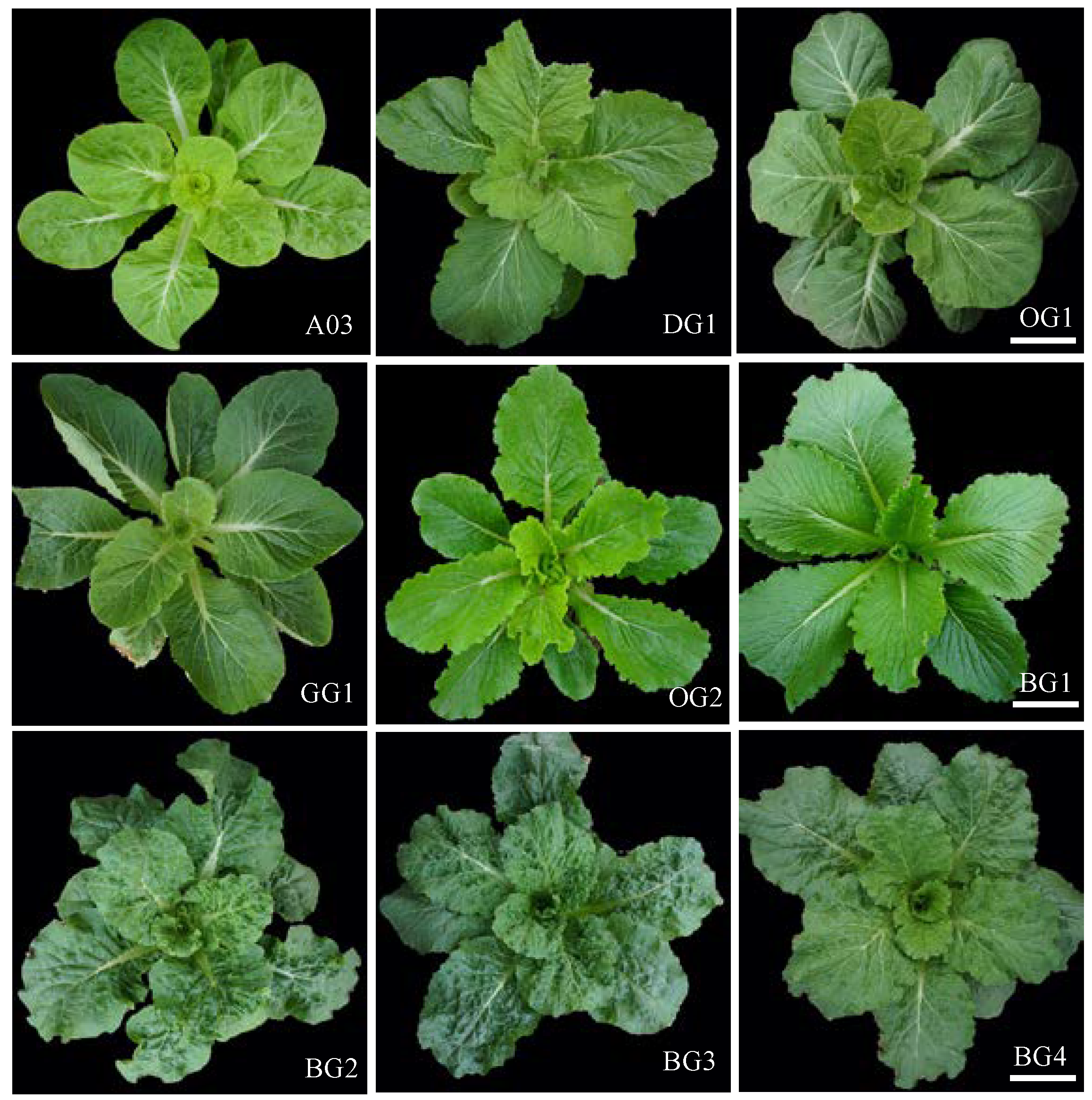 Plants 12 02124 g001