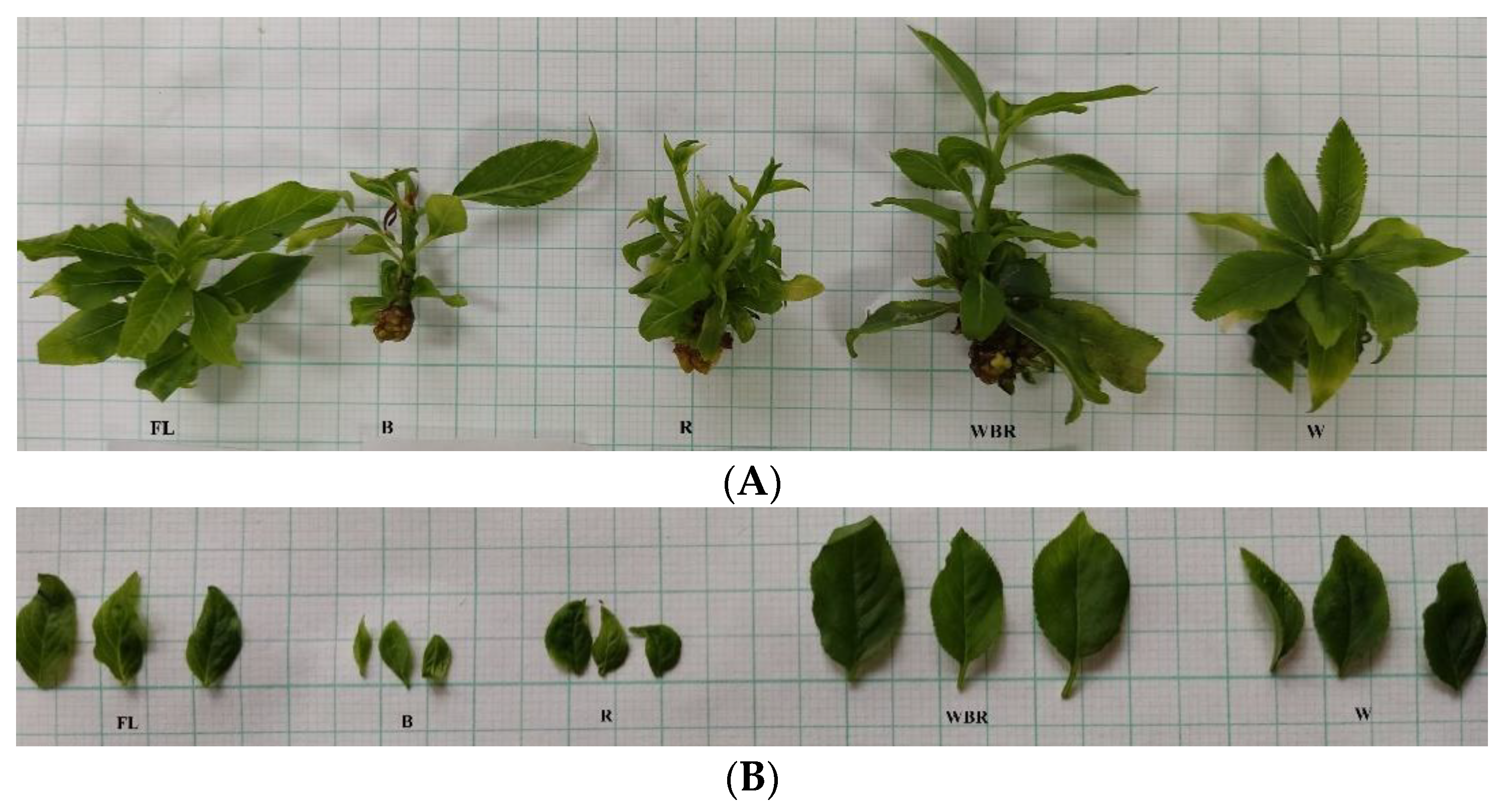 Plants 12 02125 g001