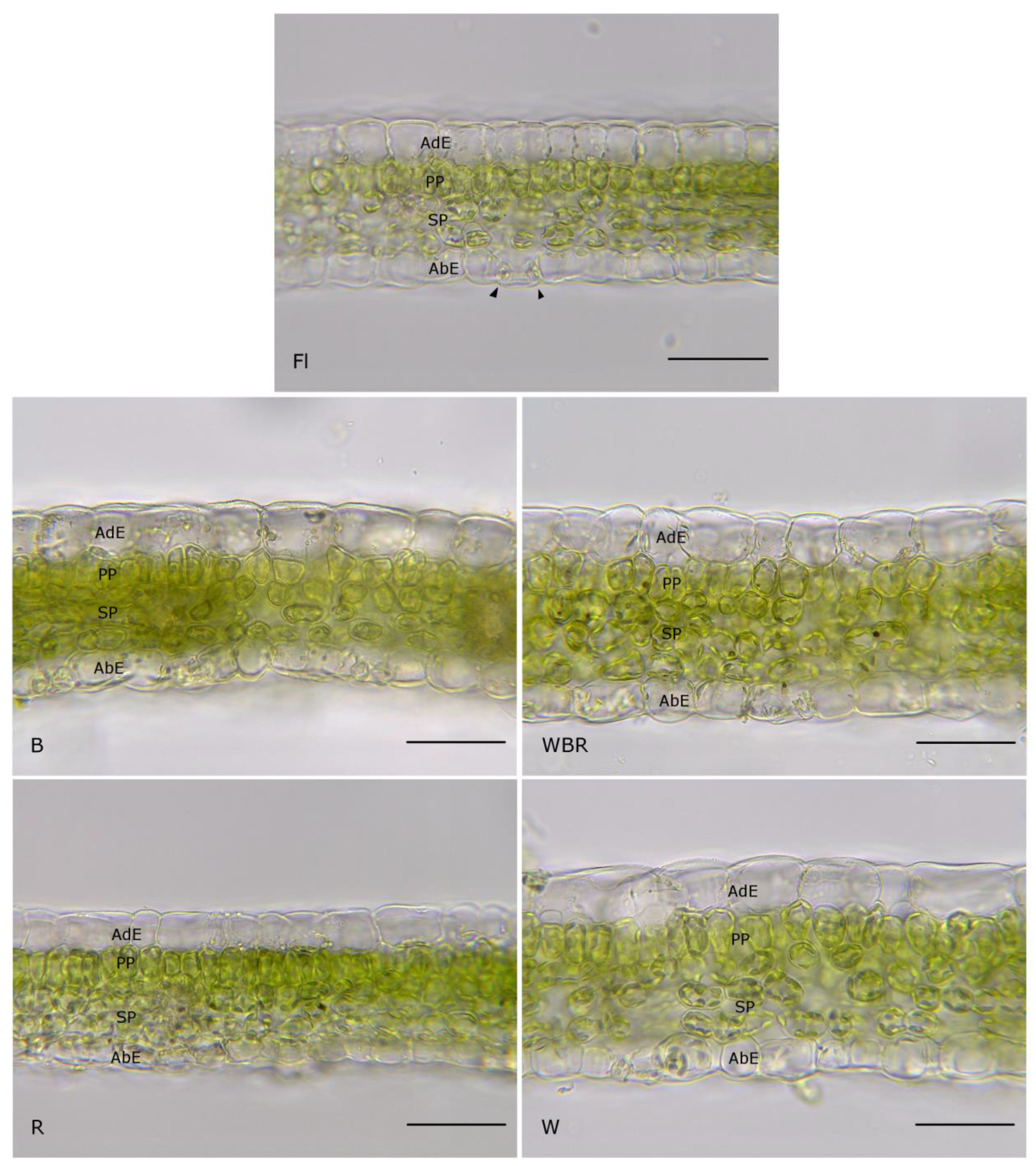 Plants 12 02125 g003