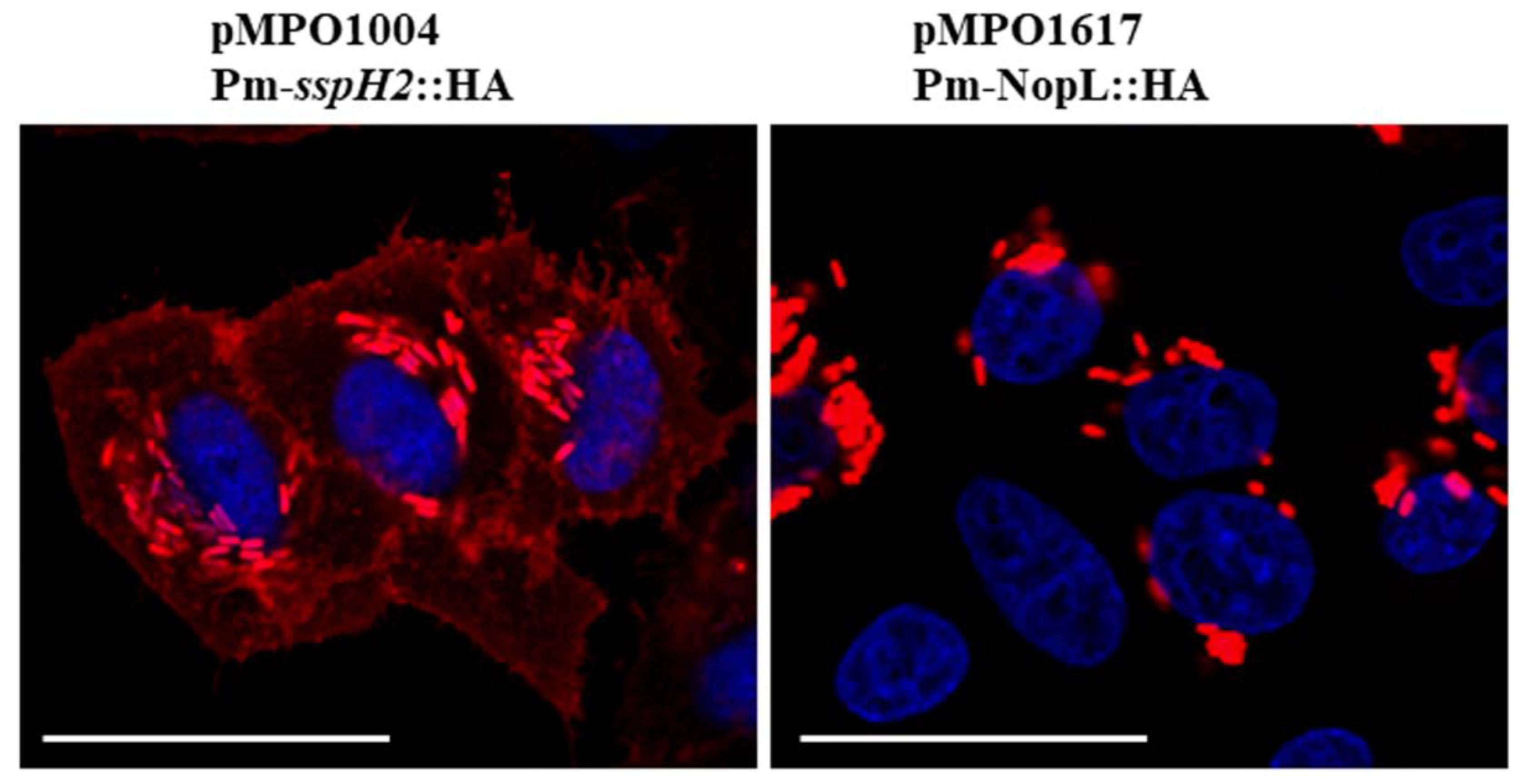 Plants 12 02133 g003