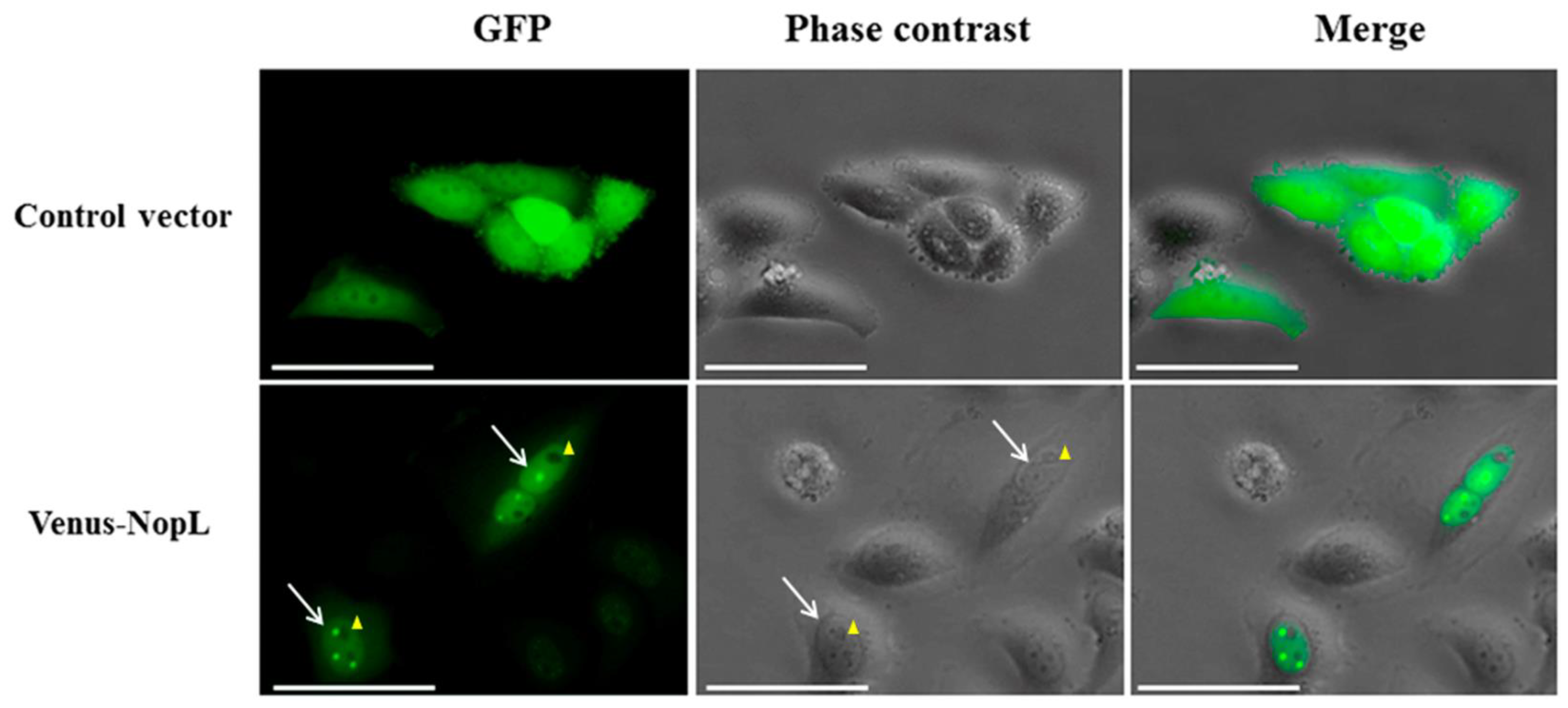 Plants 12 02133 g005