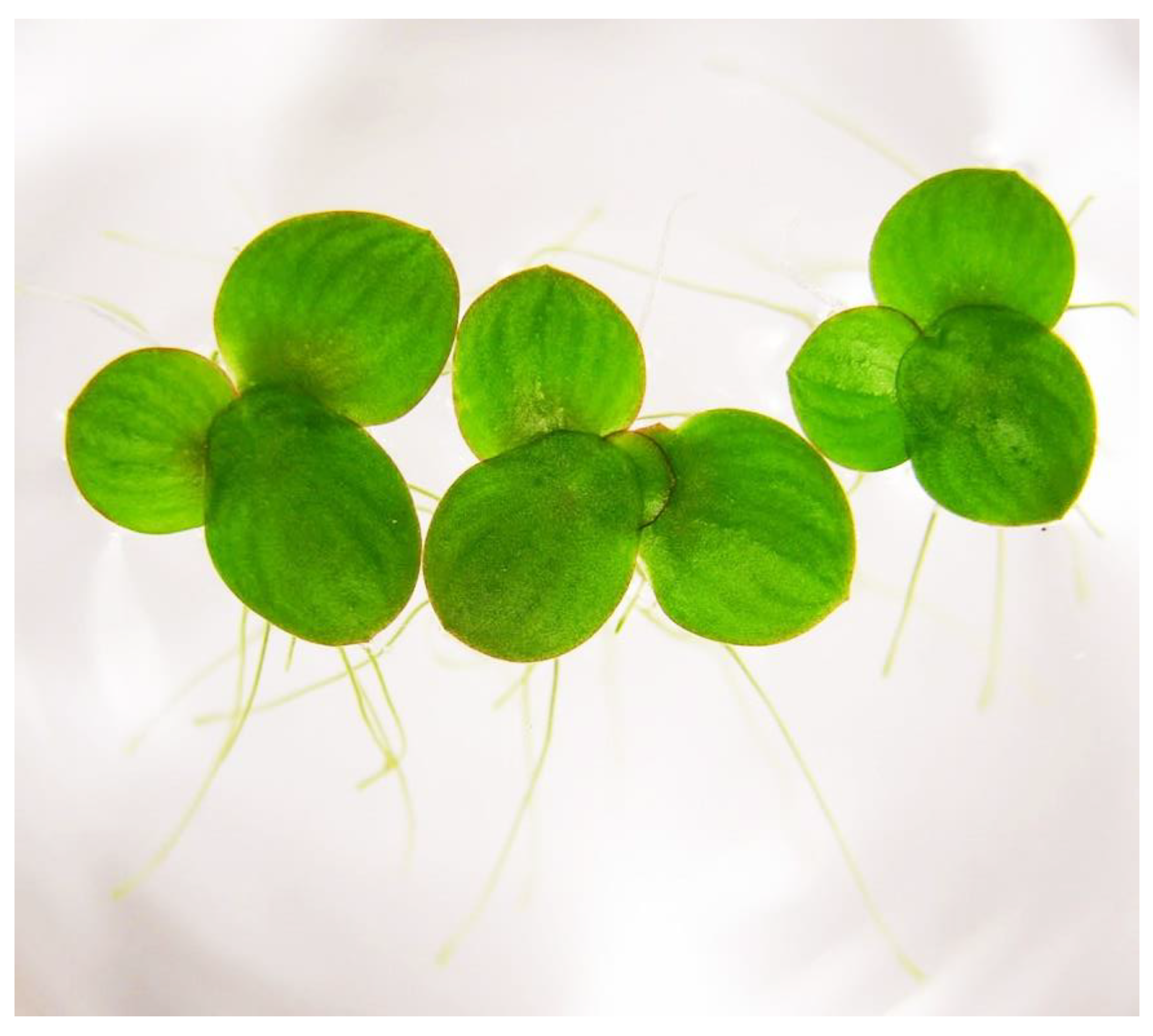 Plants 12 02134 g001