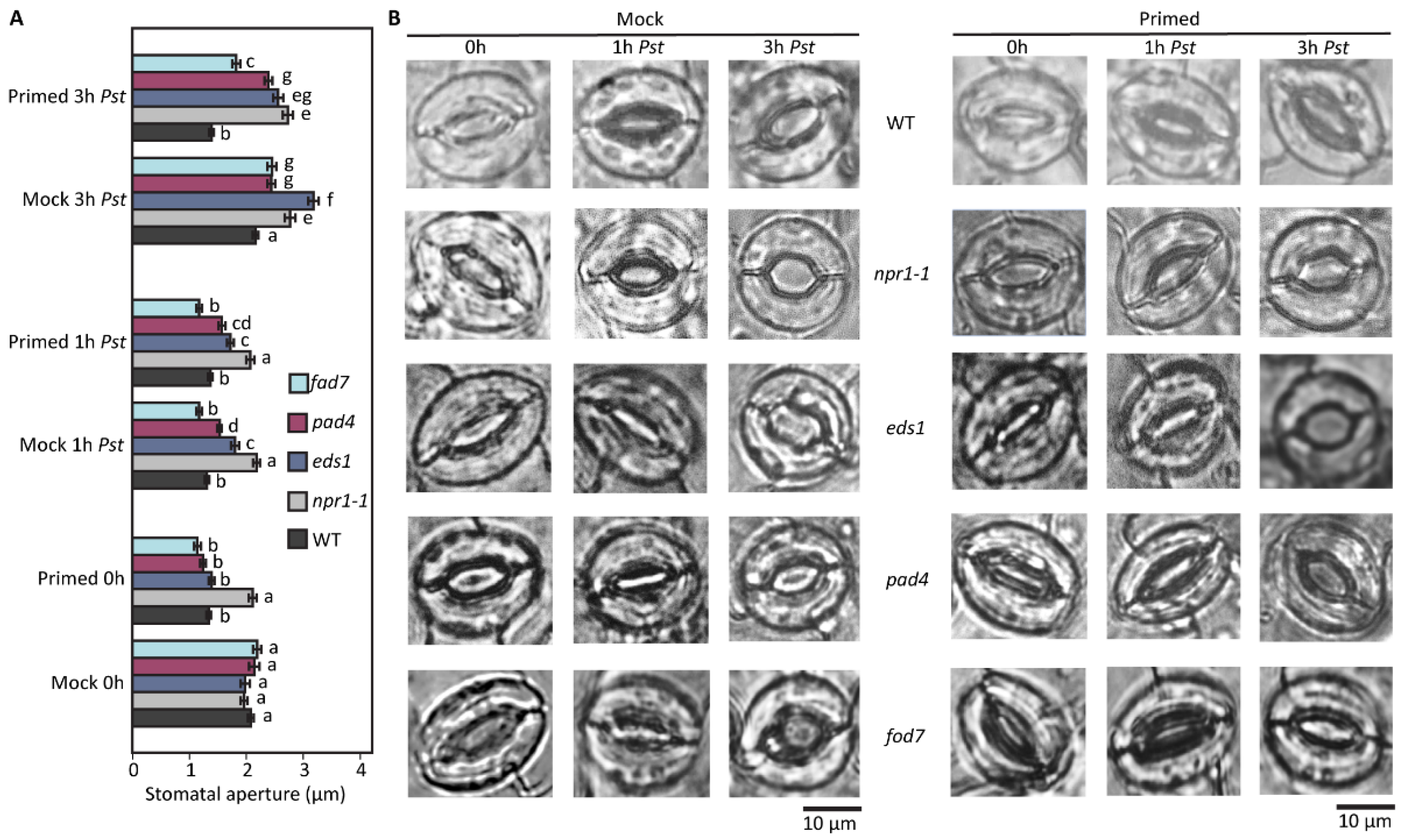 Plants 12 02137 g001