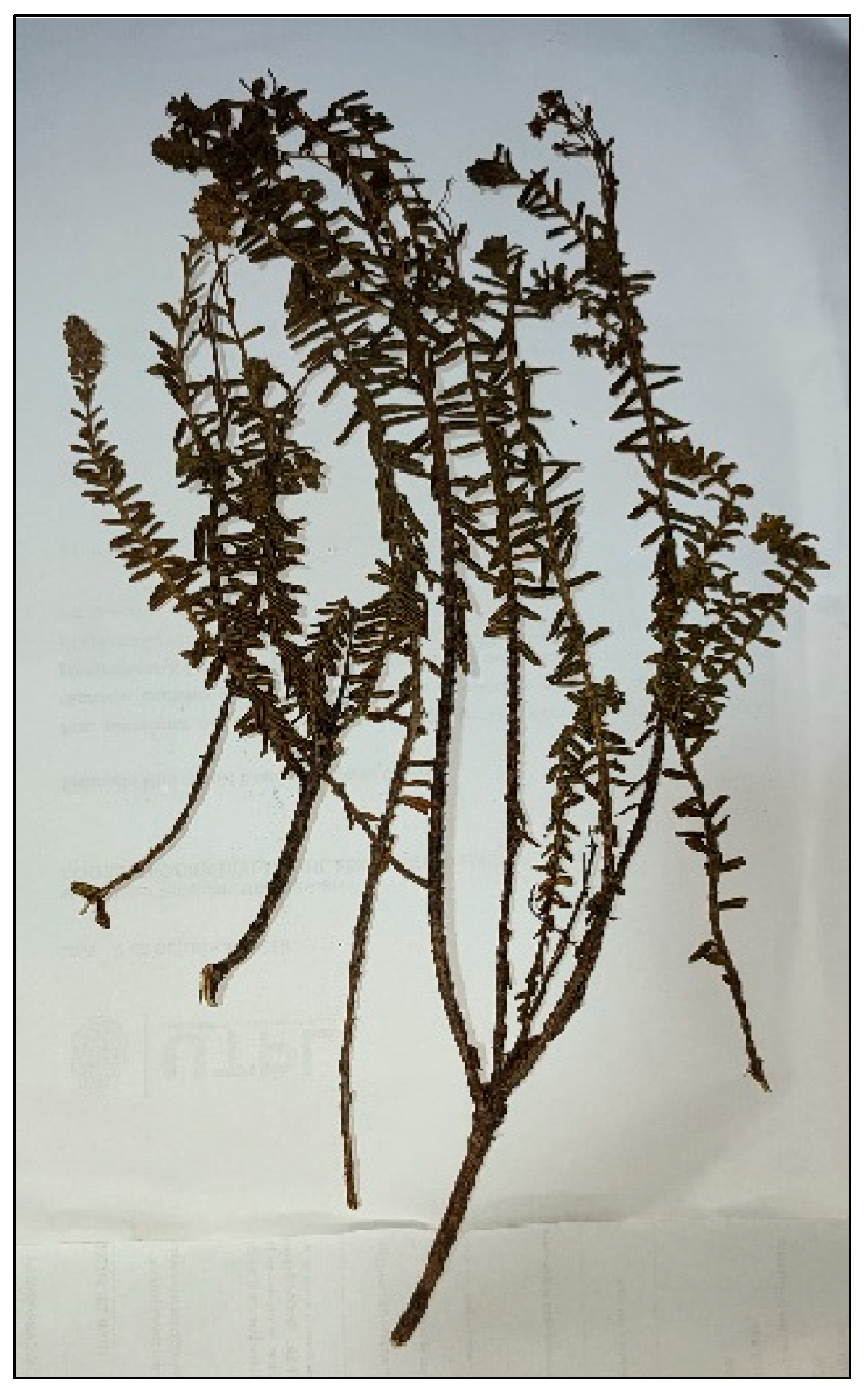 Plants 12 02155 g001