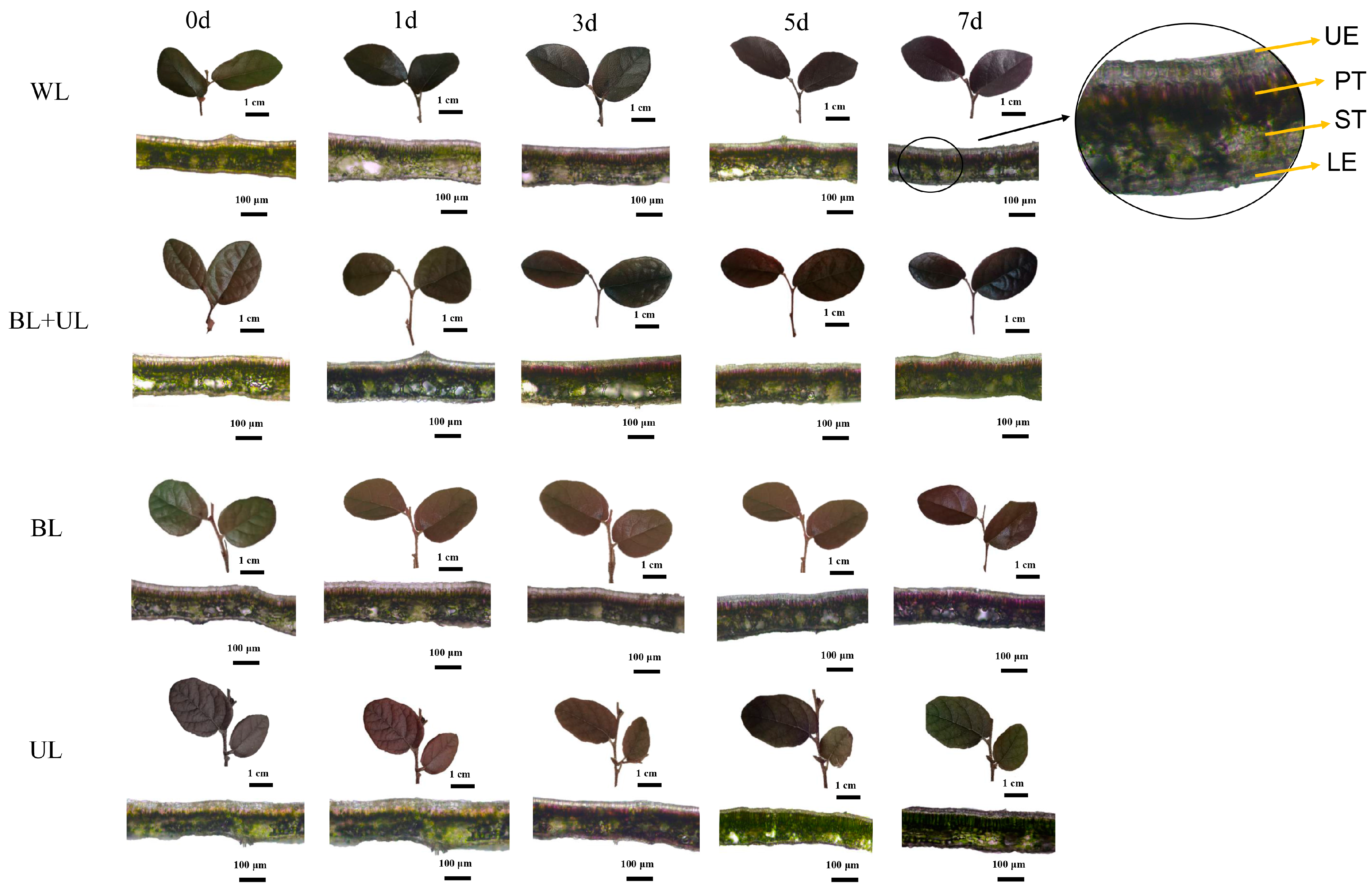 Plants 12 02169 g001