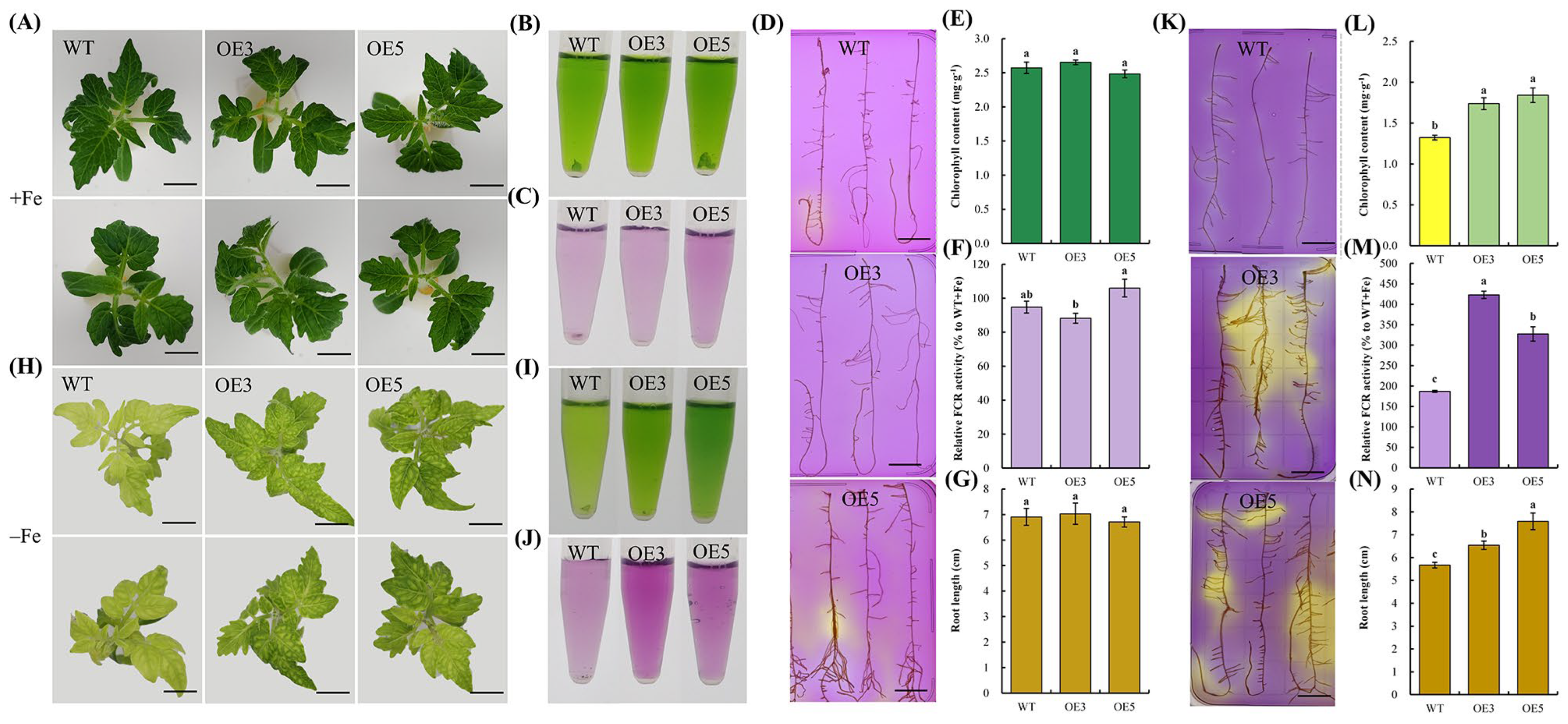Plants 12 02173 g004