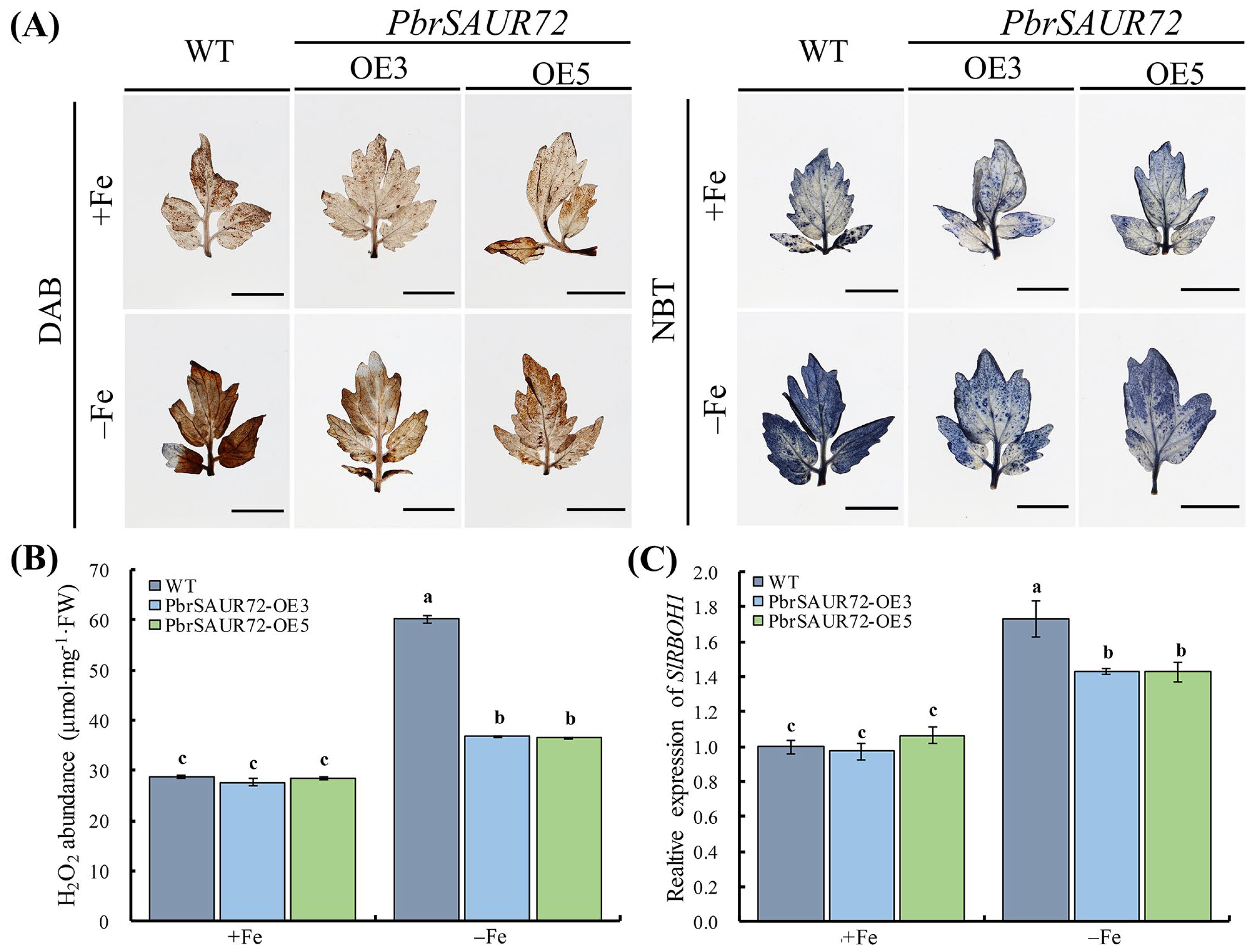 Plants 12 02173 g008