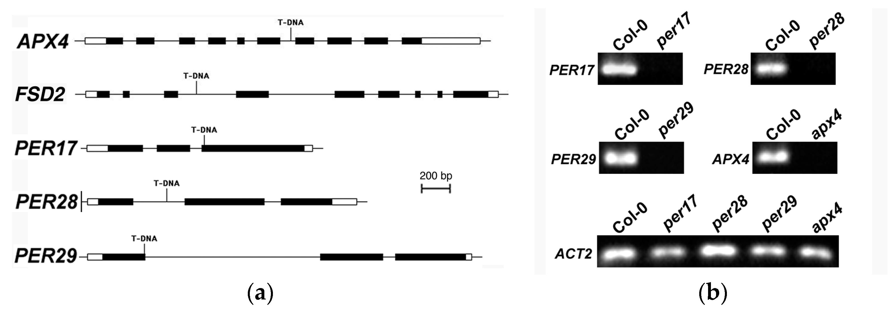 Plants 12 02182 g002