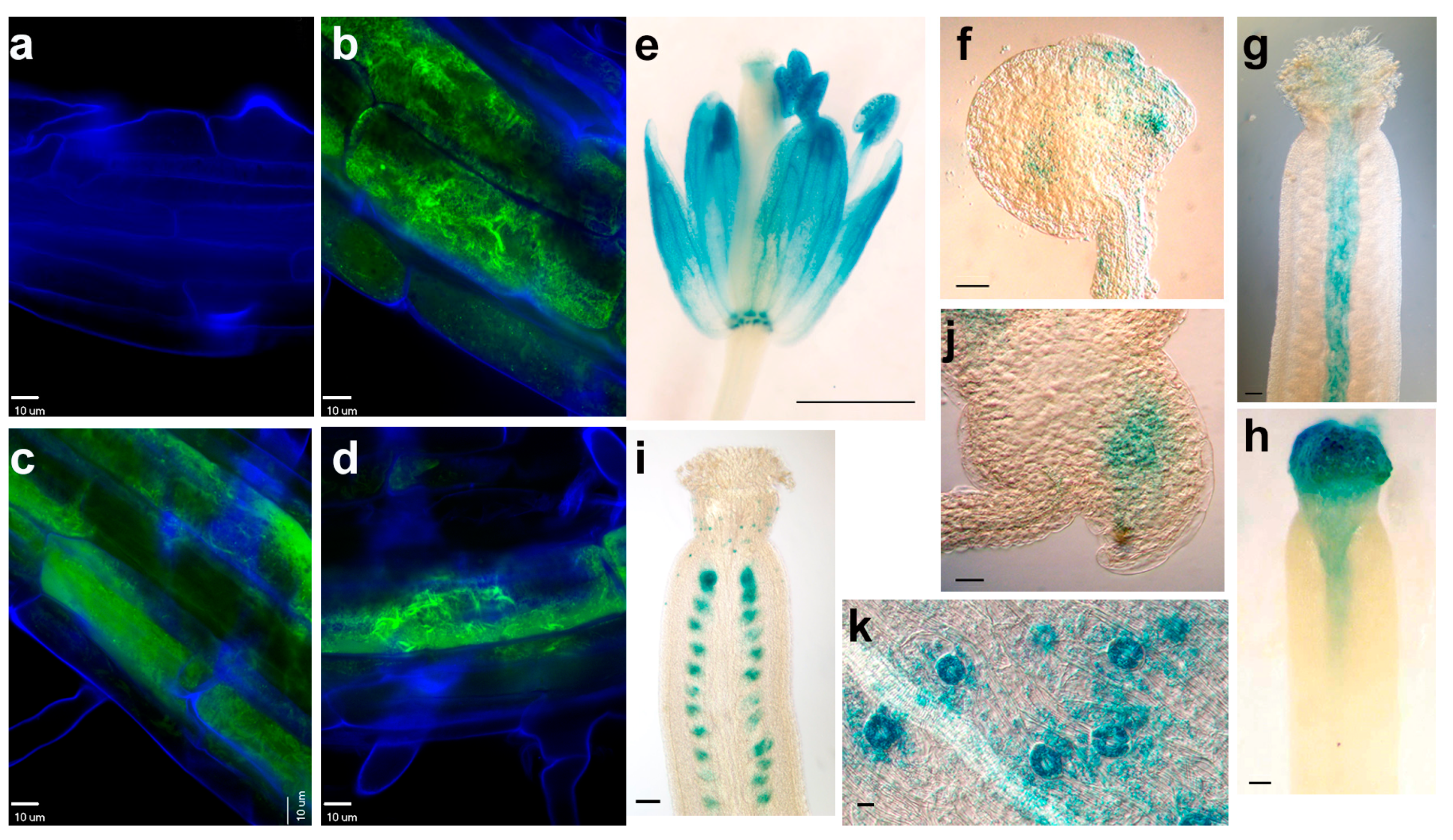Plants 12 02182 g006